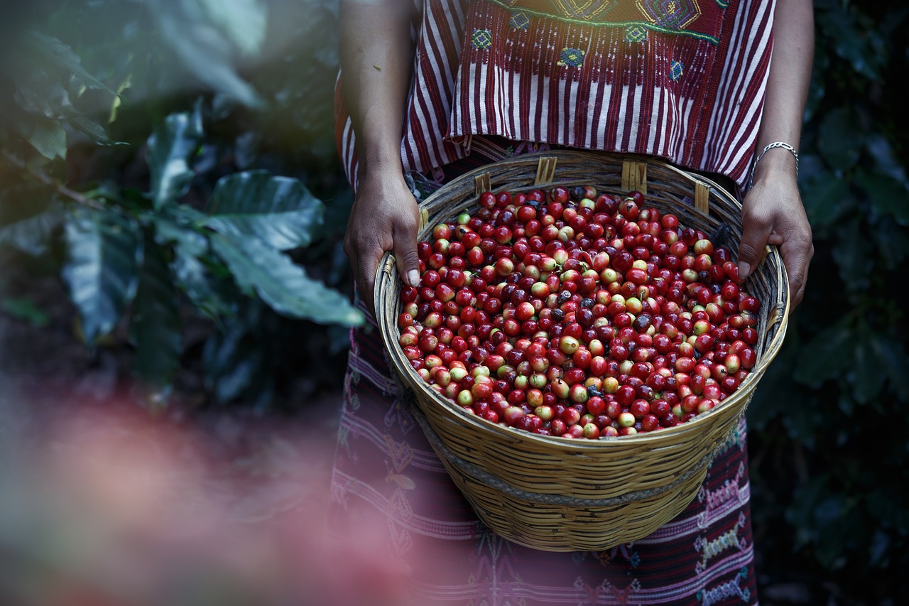 Image - coffe coffee coffee beans