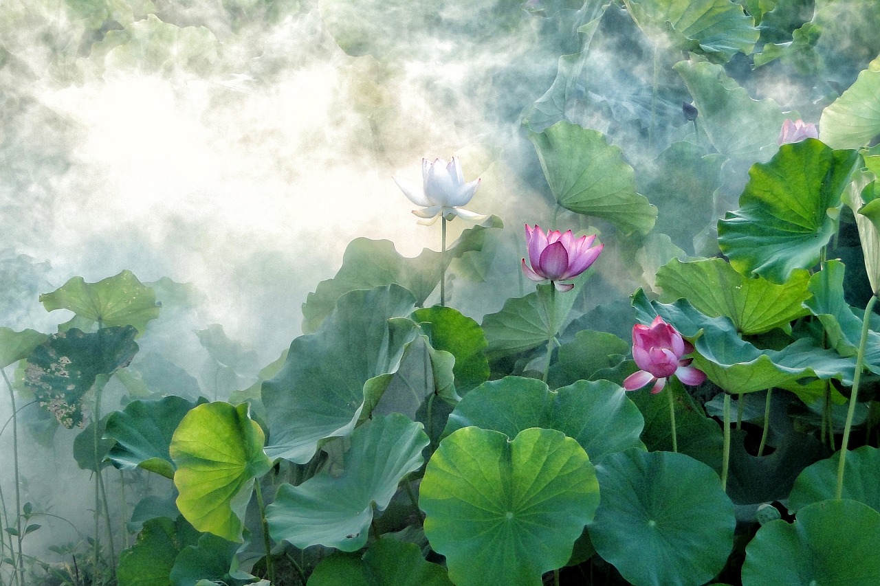 Image - lotus summer hasuike cool smoke