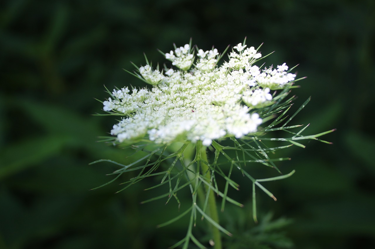 Image - hemlock flower white p