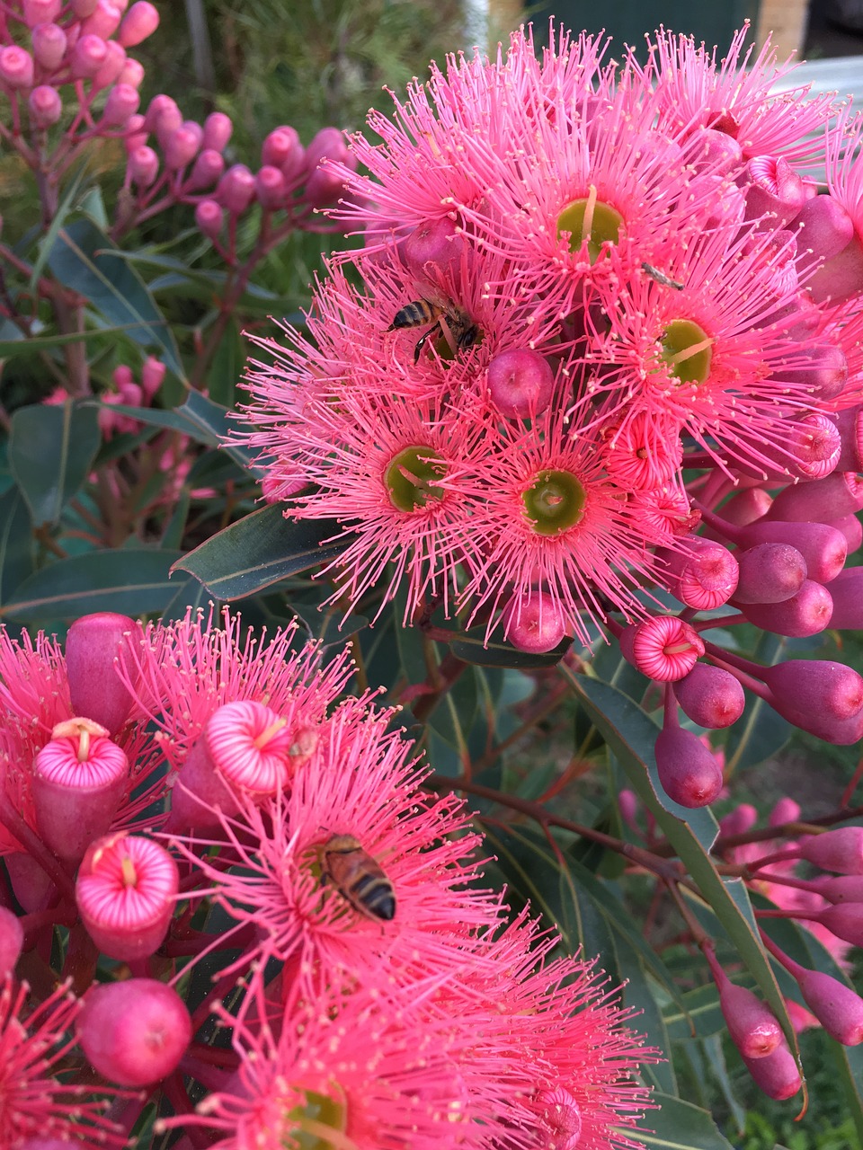 Image - red blossom bees flower gum tree