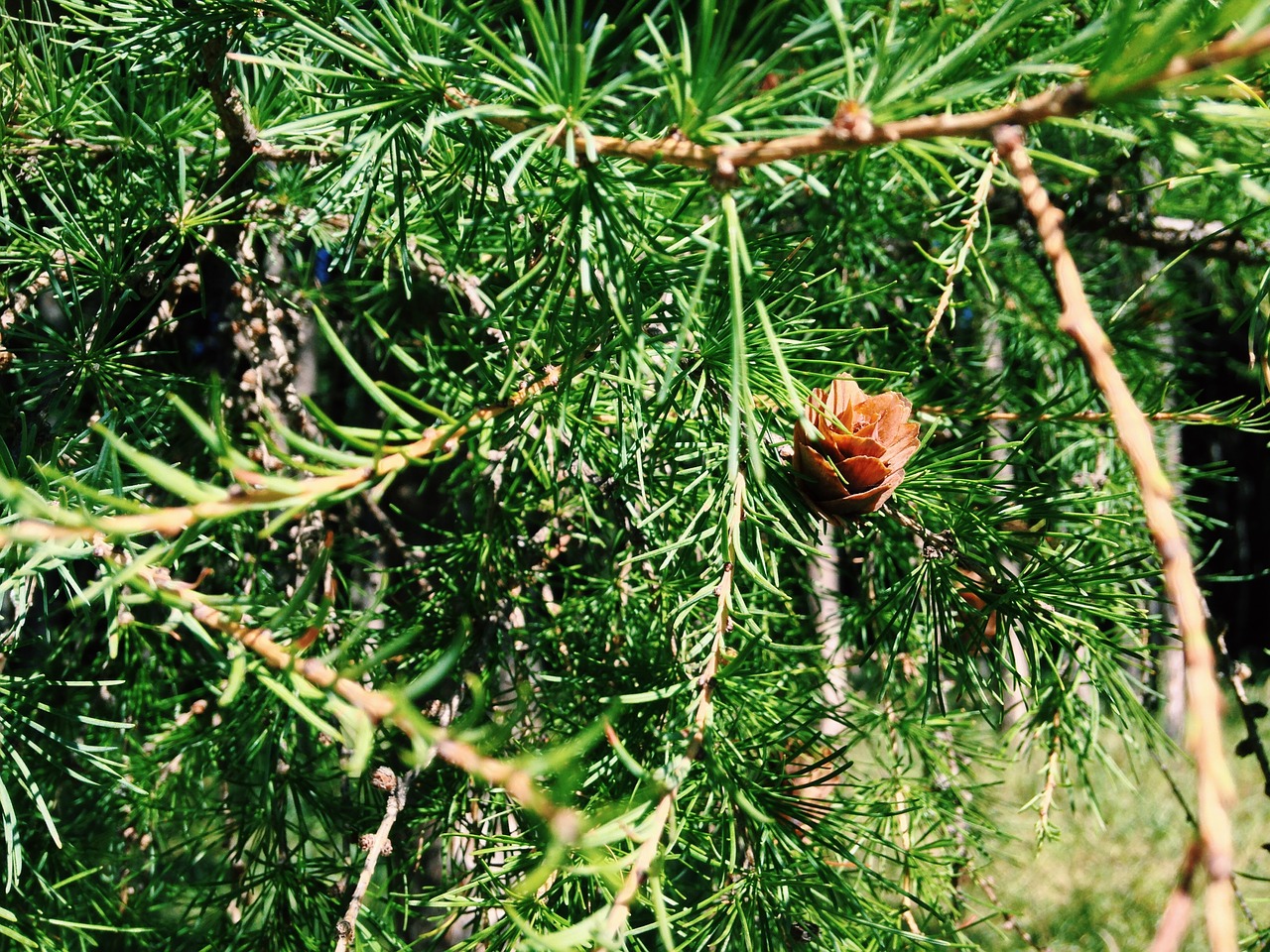 Image - aershan forest woods pine tree