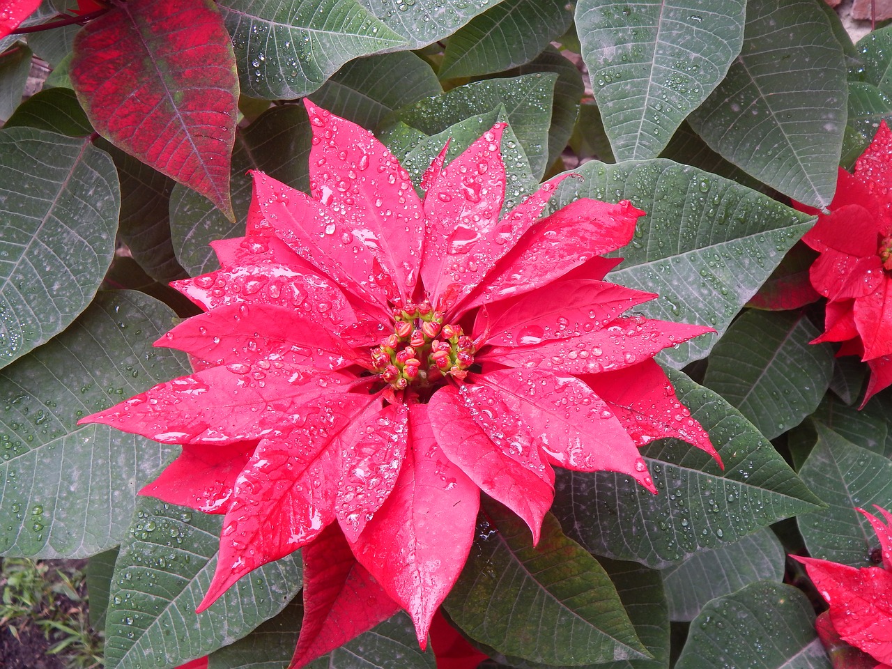 Image - red flower rain petals wet drops