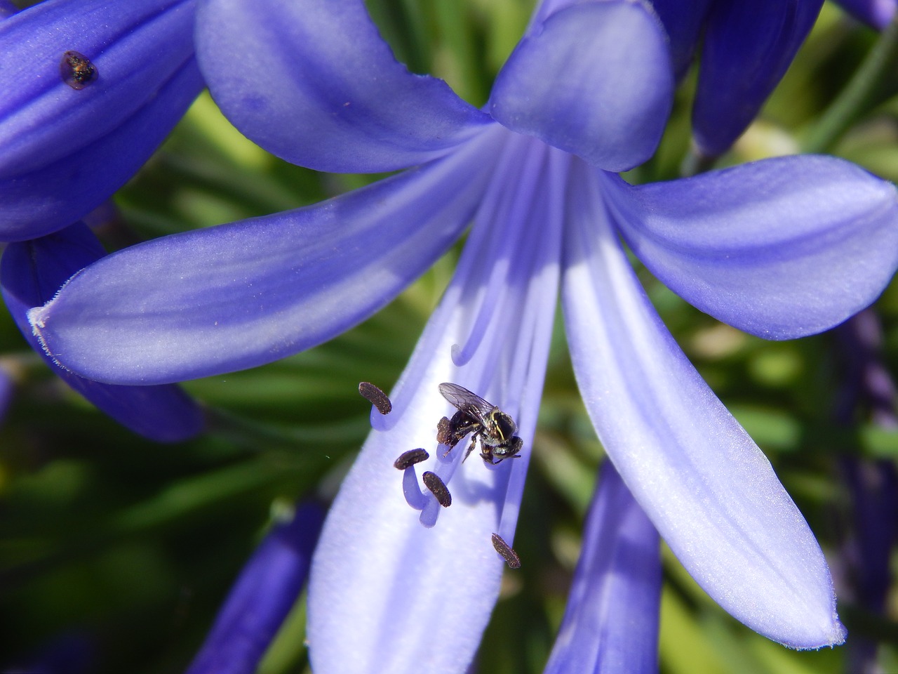 Image - blue flower agapanto insect sucking