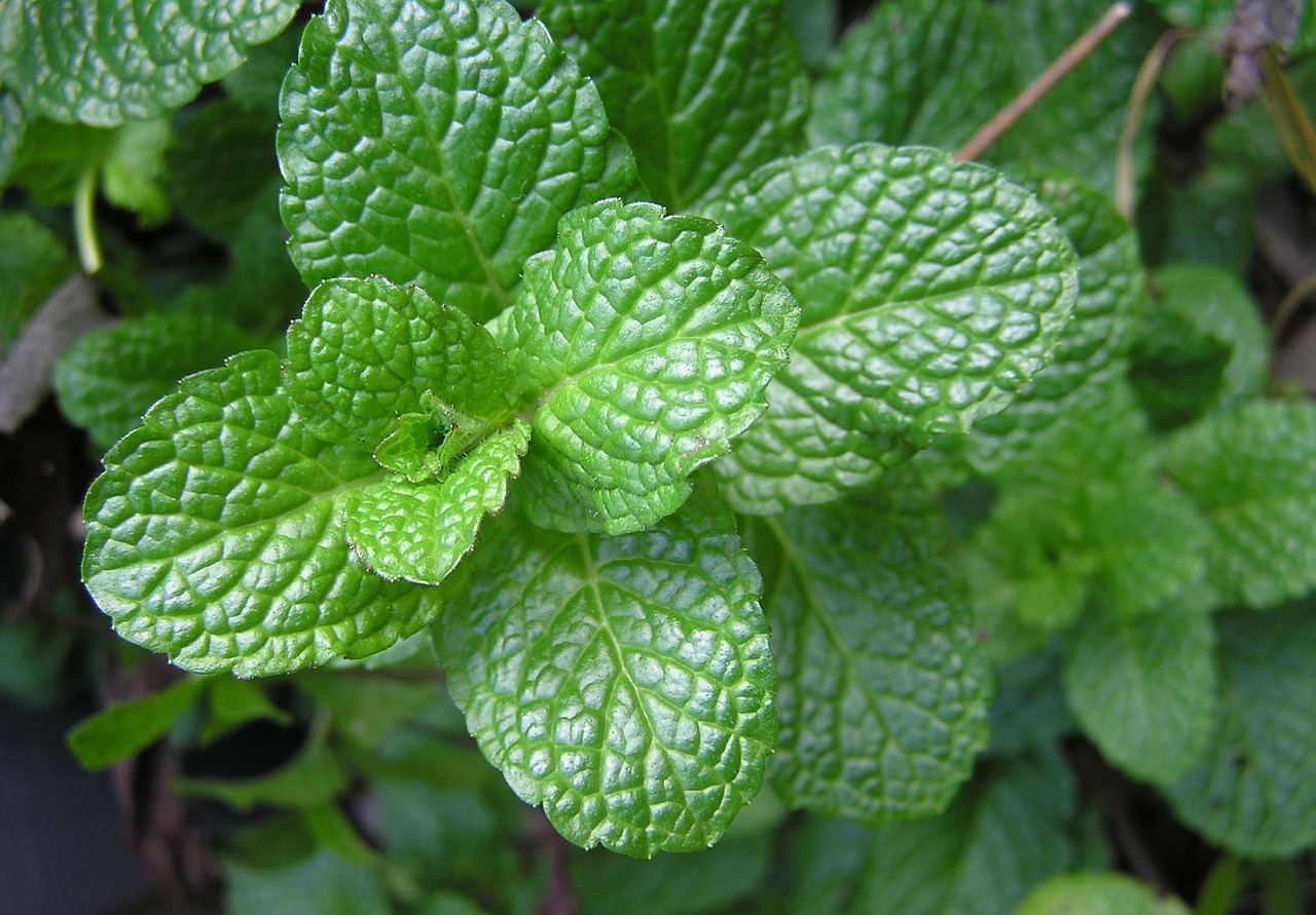 Image - herb mint food