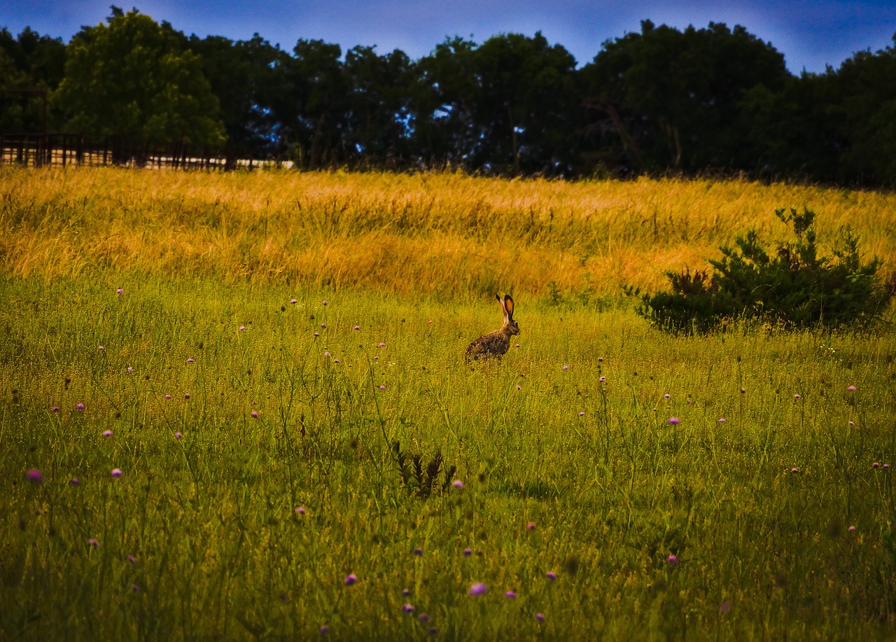 Image - jackrabbit texas wildflowers nature