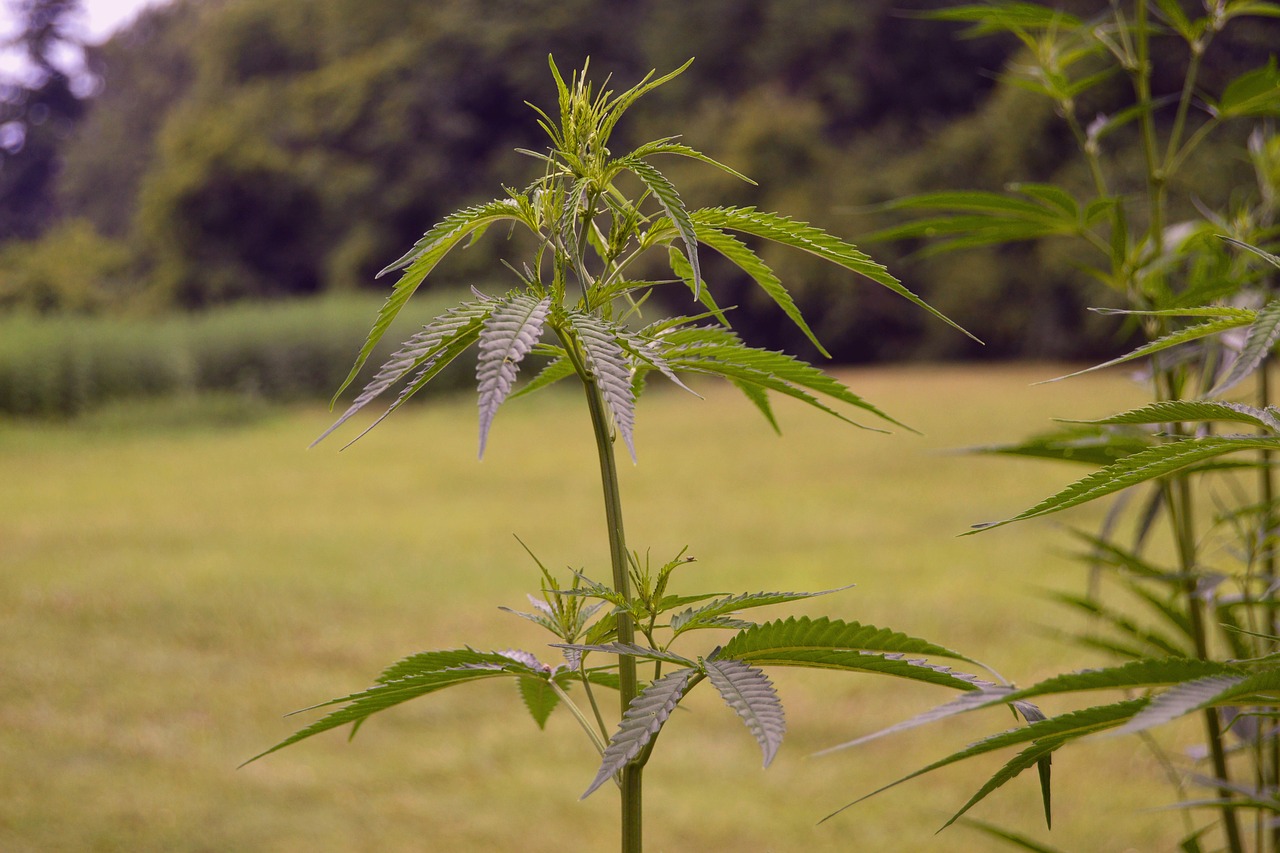 Image - hemp plant farm marijuana drug