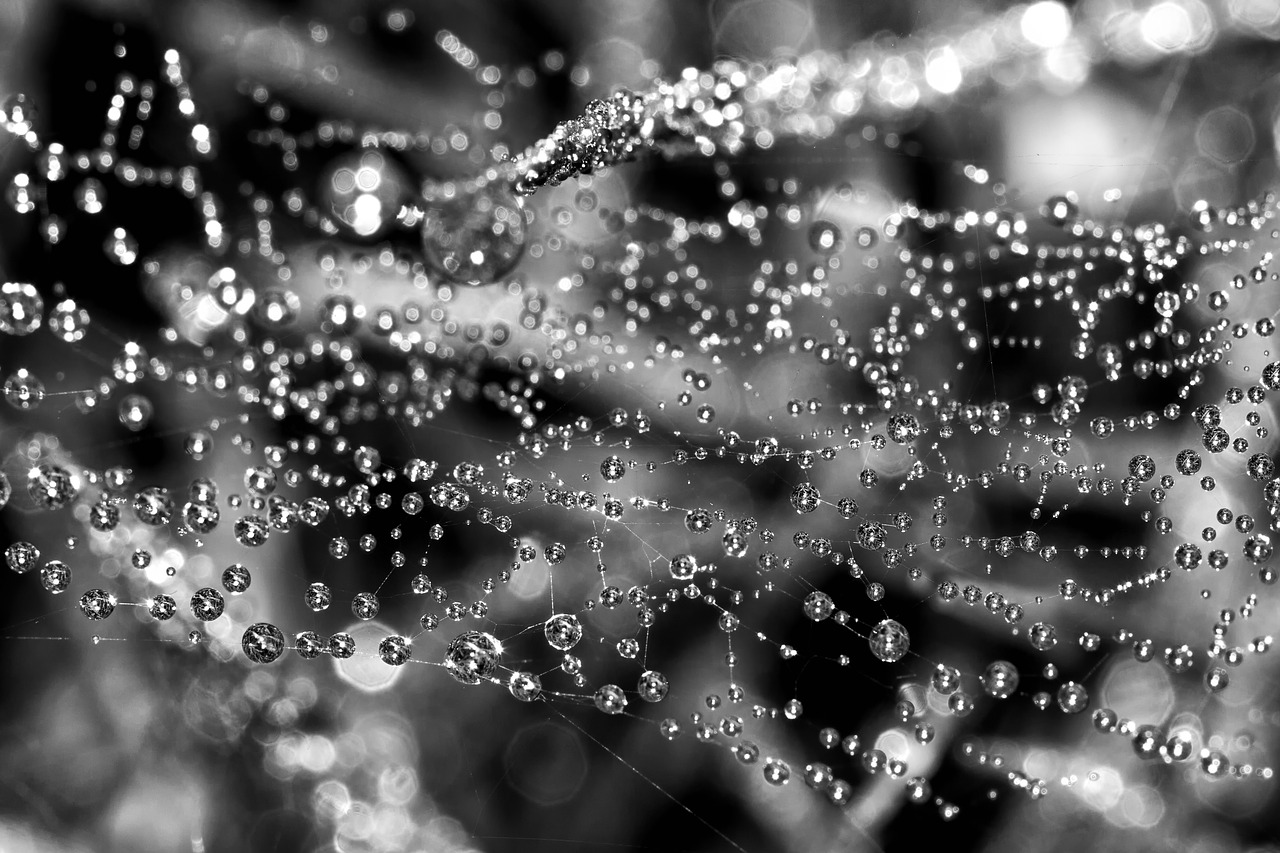 Image - cobweb dew nature morgentau spider