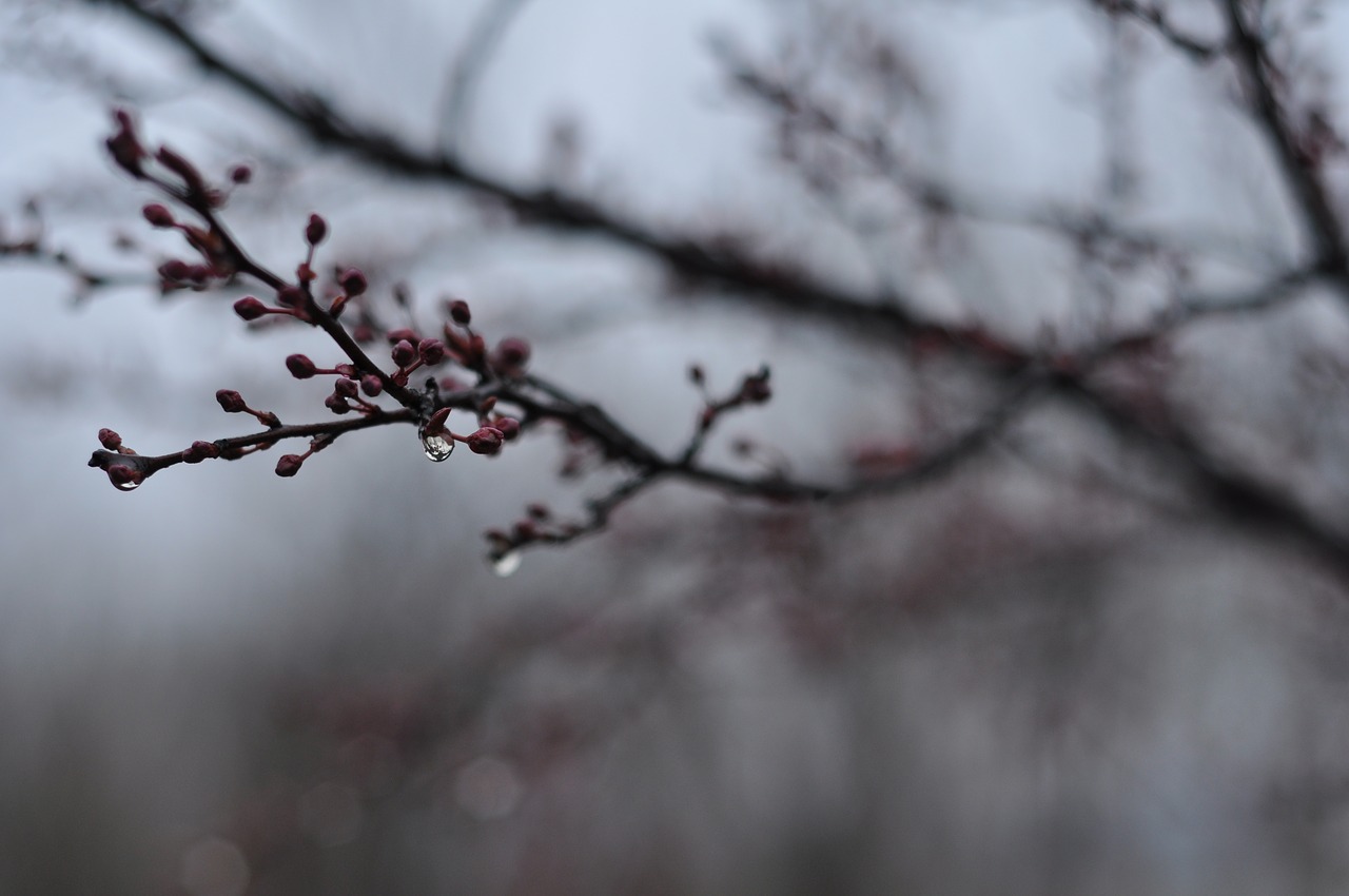 Image - spring rain germination