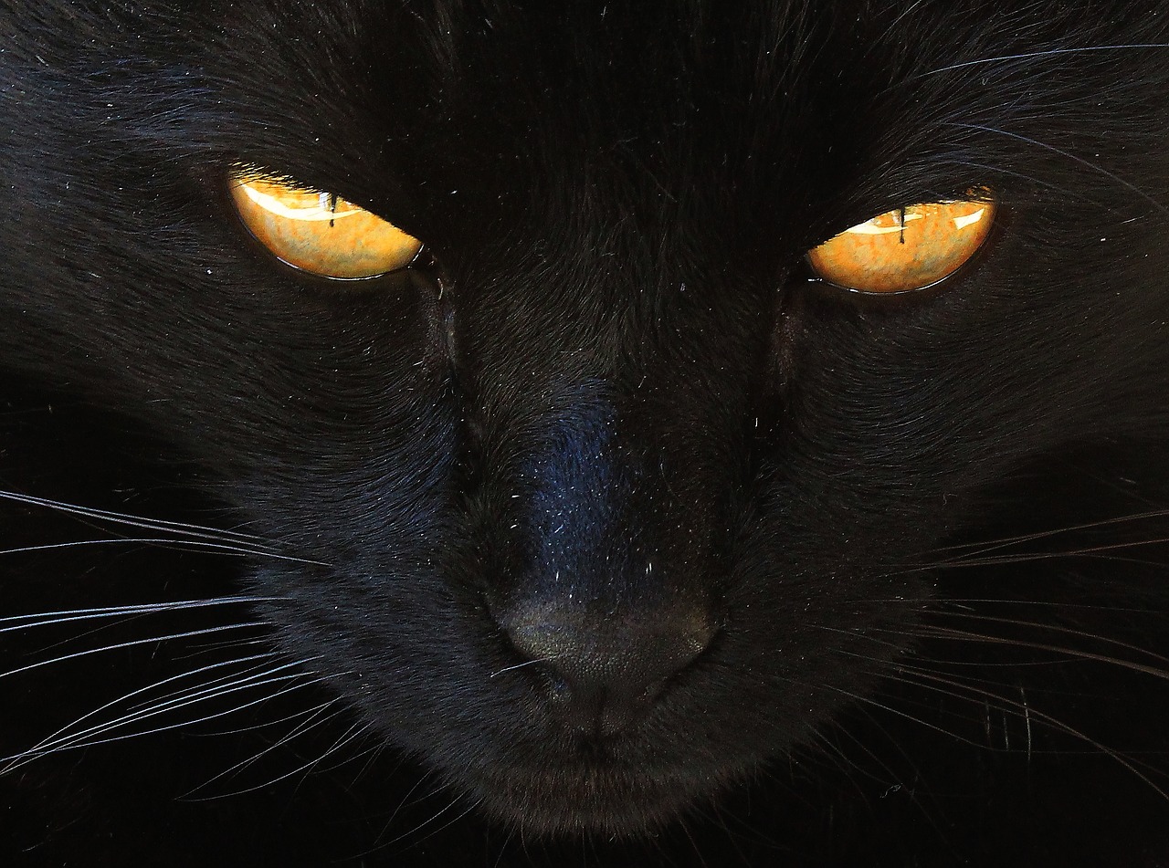 Image - cat black cat yellow eyes