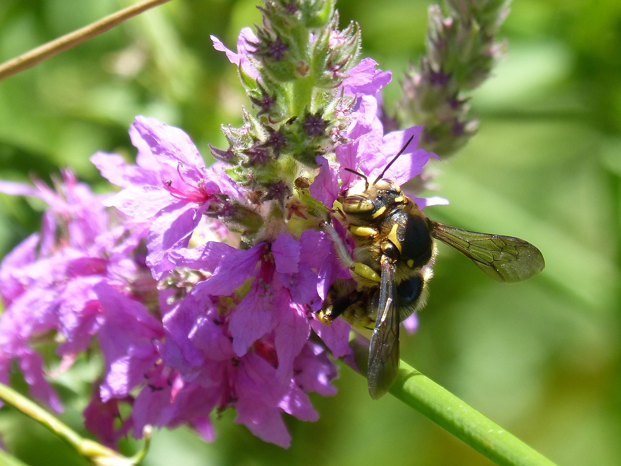 Image - hornet flower libar greenery