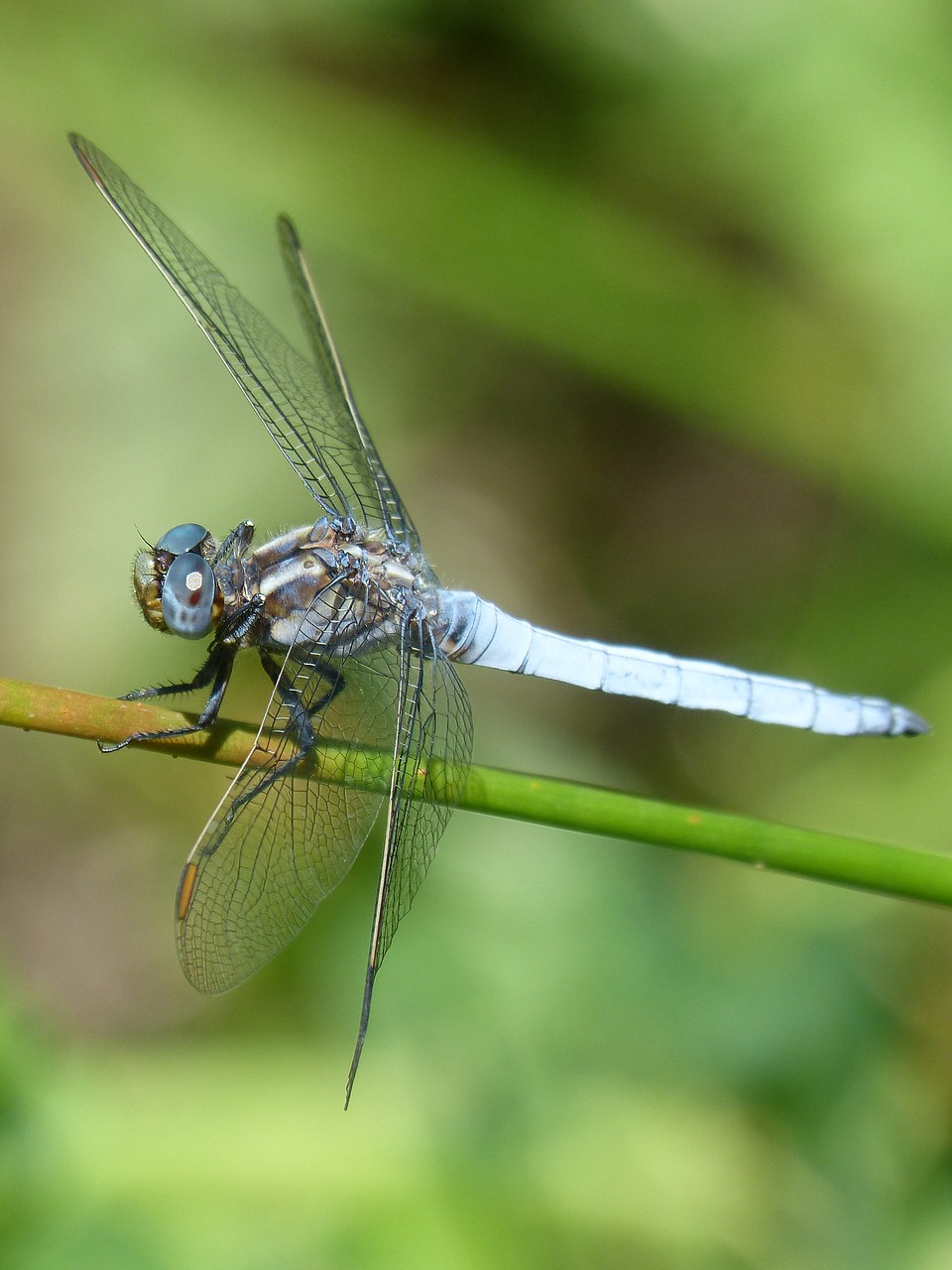 Image - blue dragonfly branch greenery