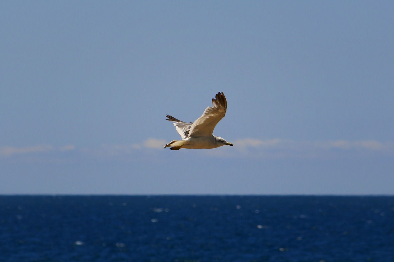 Image - animal sky sea sea gull seagull