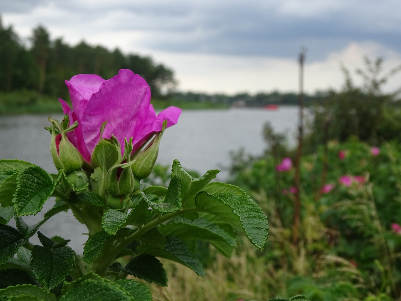 Image - wild rose channel embankment summer