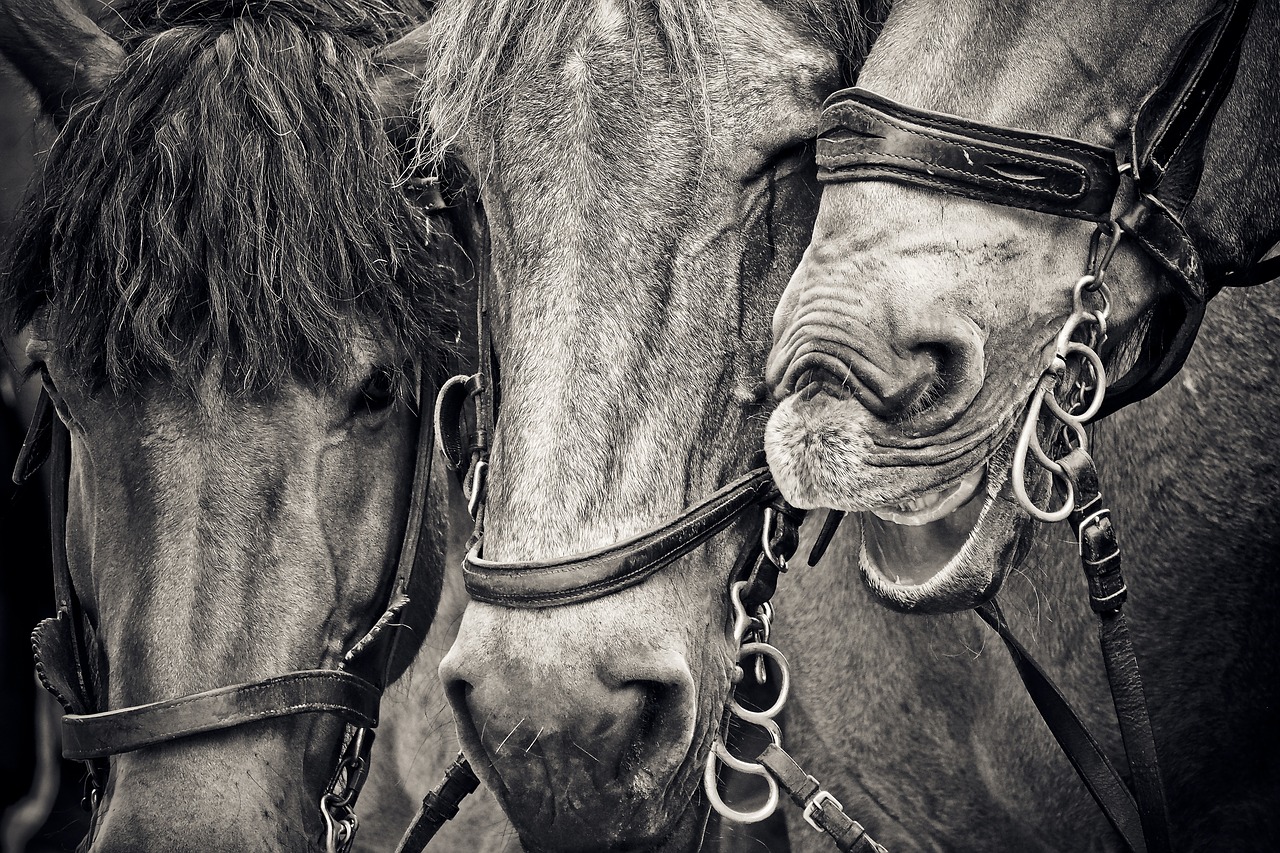 Image - horses horse heads animals