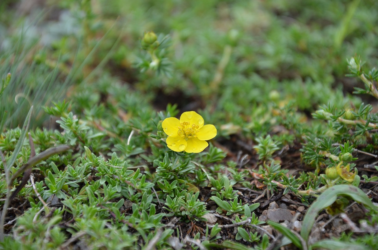 Image - flower grass after the rain