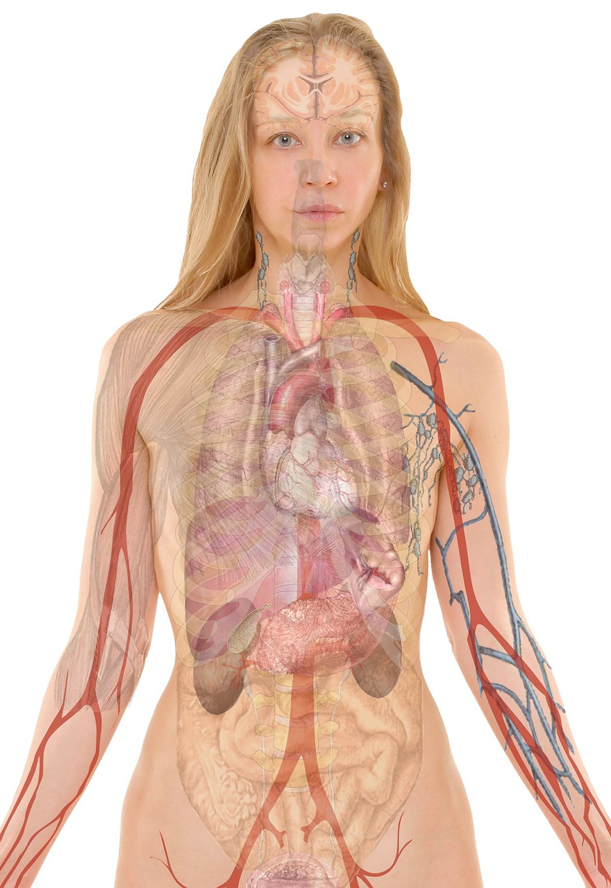 Image - anatomy woman human face body