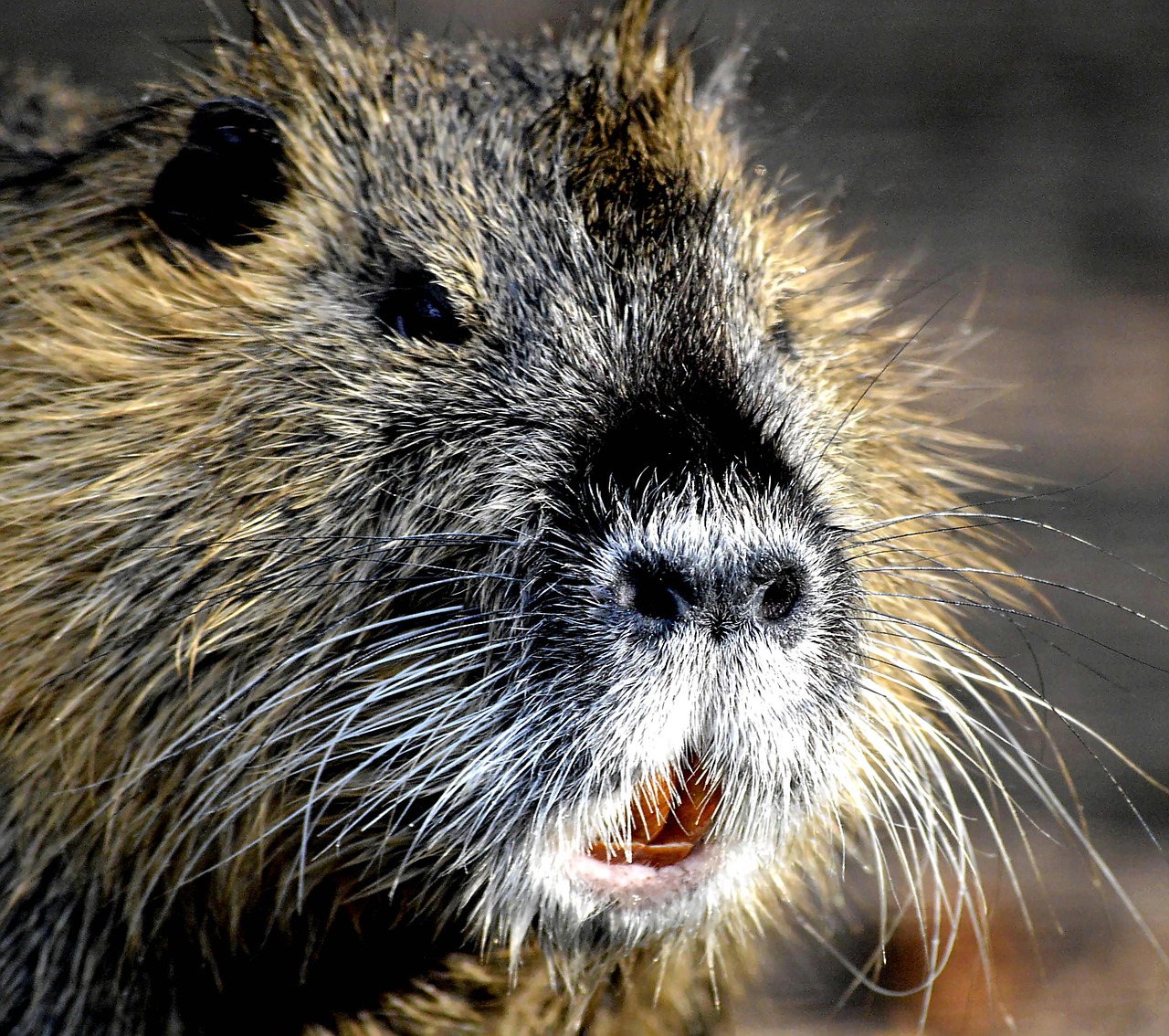 Image - my friend wild nutria rat cute