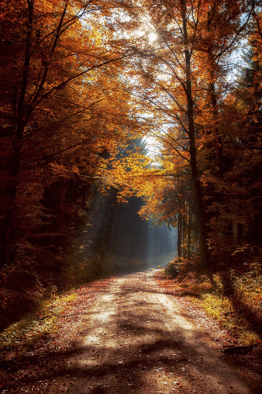 Image - forest mood light beam forest path