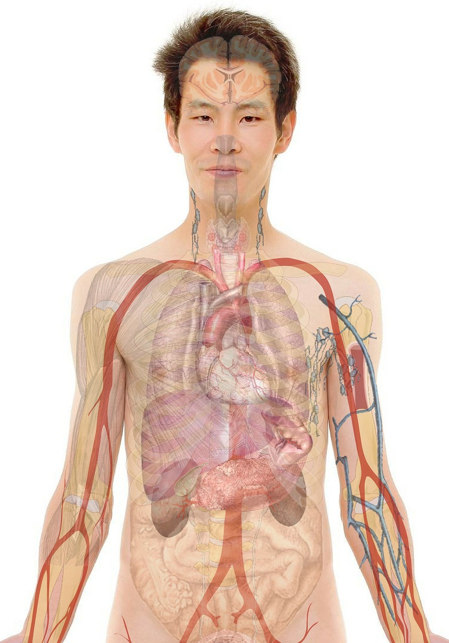 Image - anatomy man human face body lips