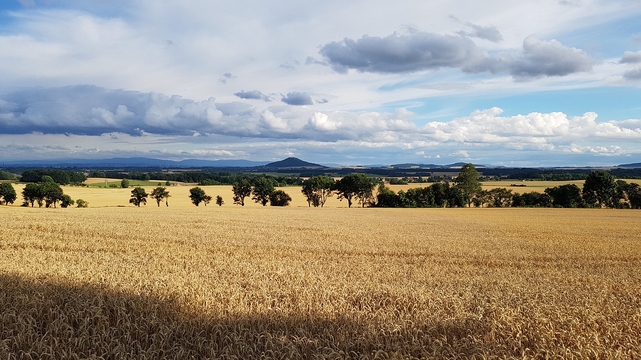 Image - country crown görlitz cornfield
