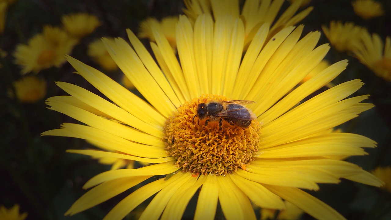 Image - flower photo bee yellow camera