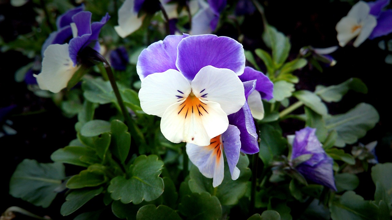 Image - pansy purple purple and white