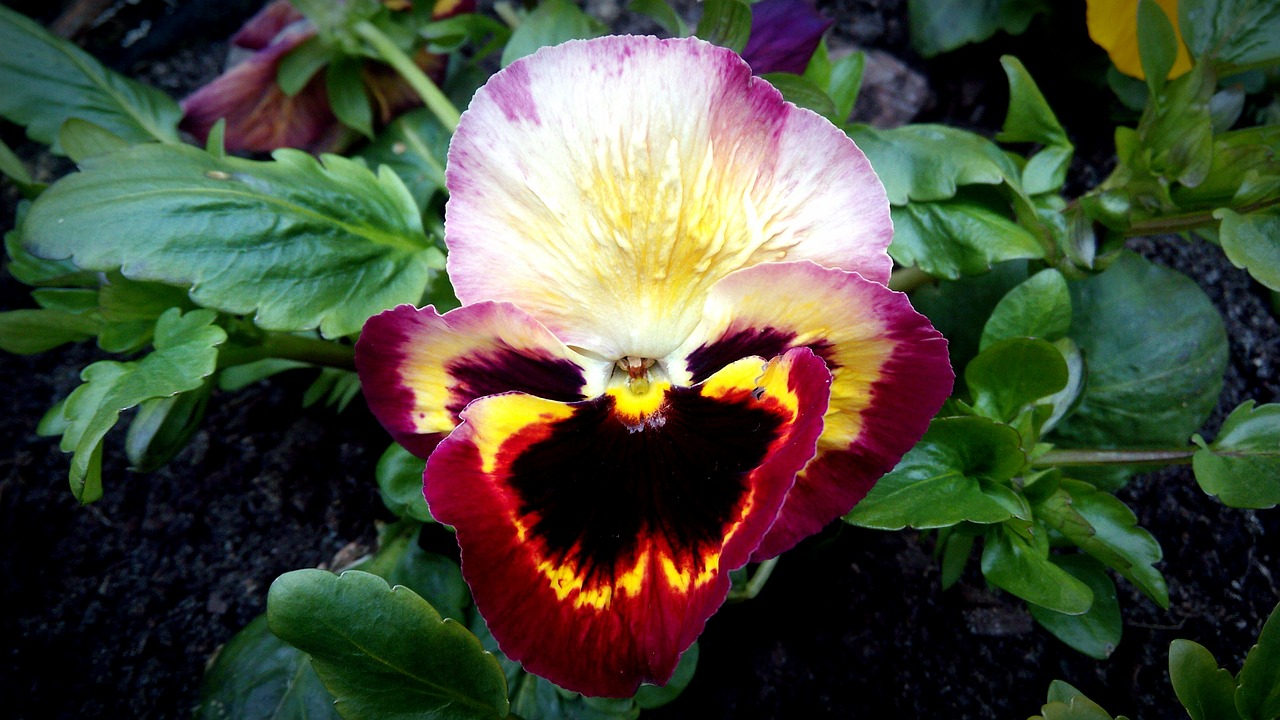 Image - pansy burgundy yellow flower red