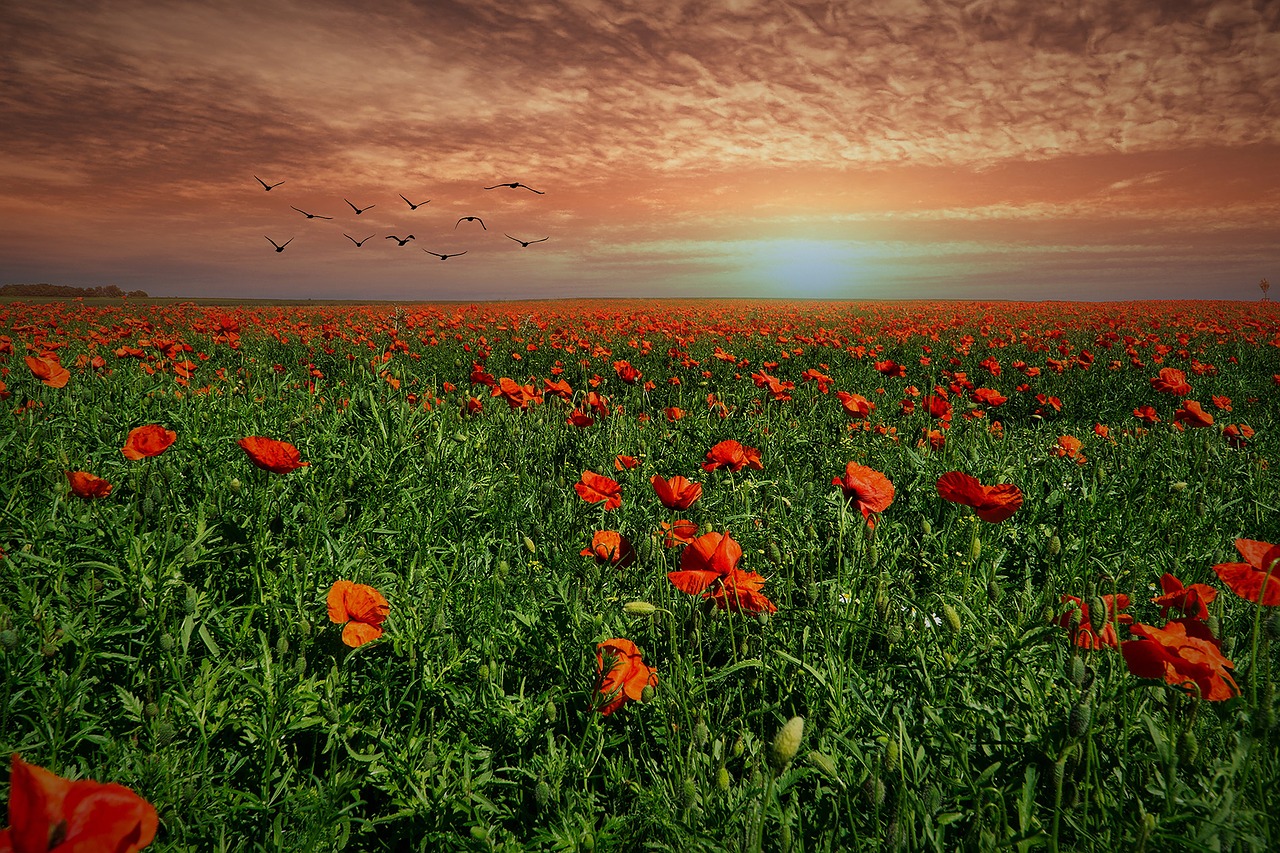 Image - field of poppies evening sun sunset