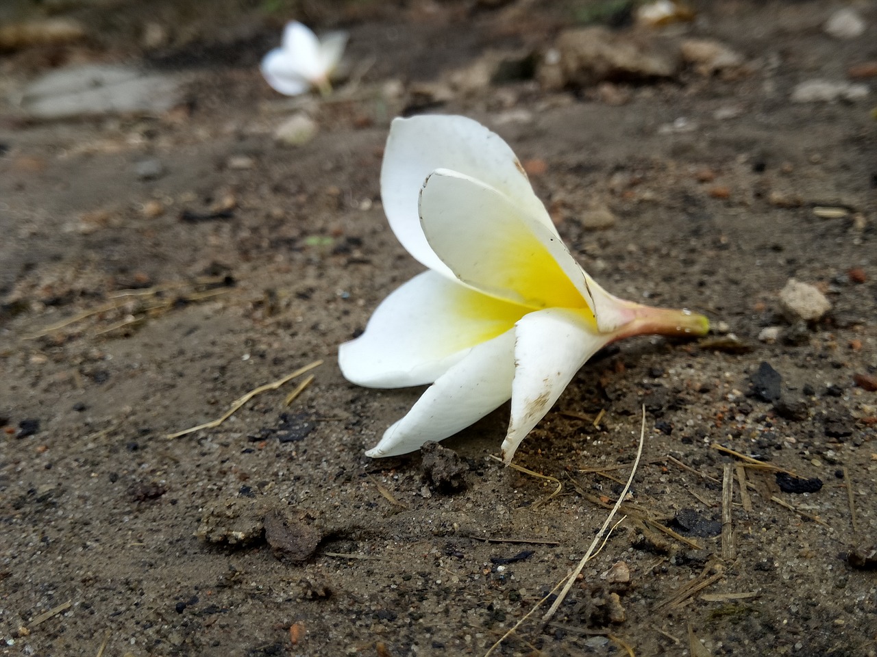 Image - flower image fresh natural purity