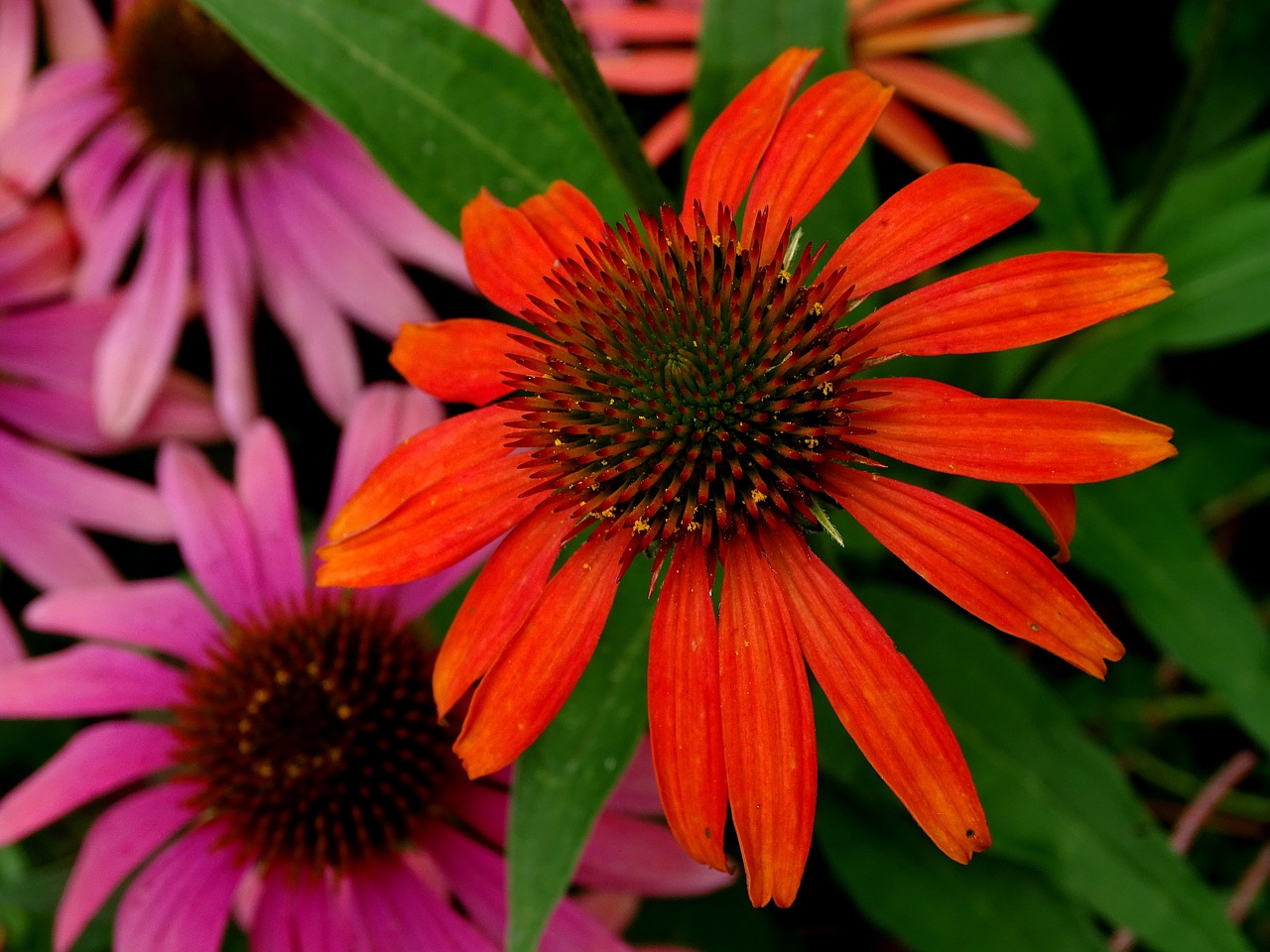 Image - coneflower translucent sonnenhut