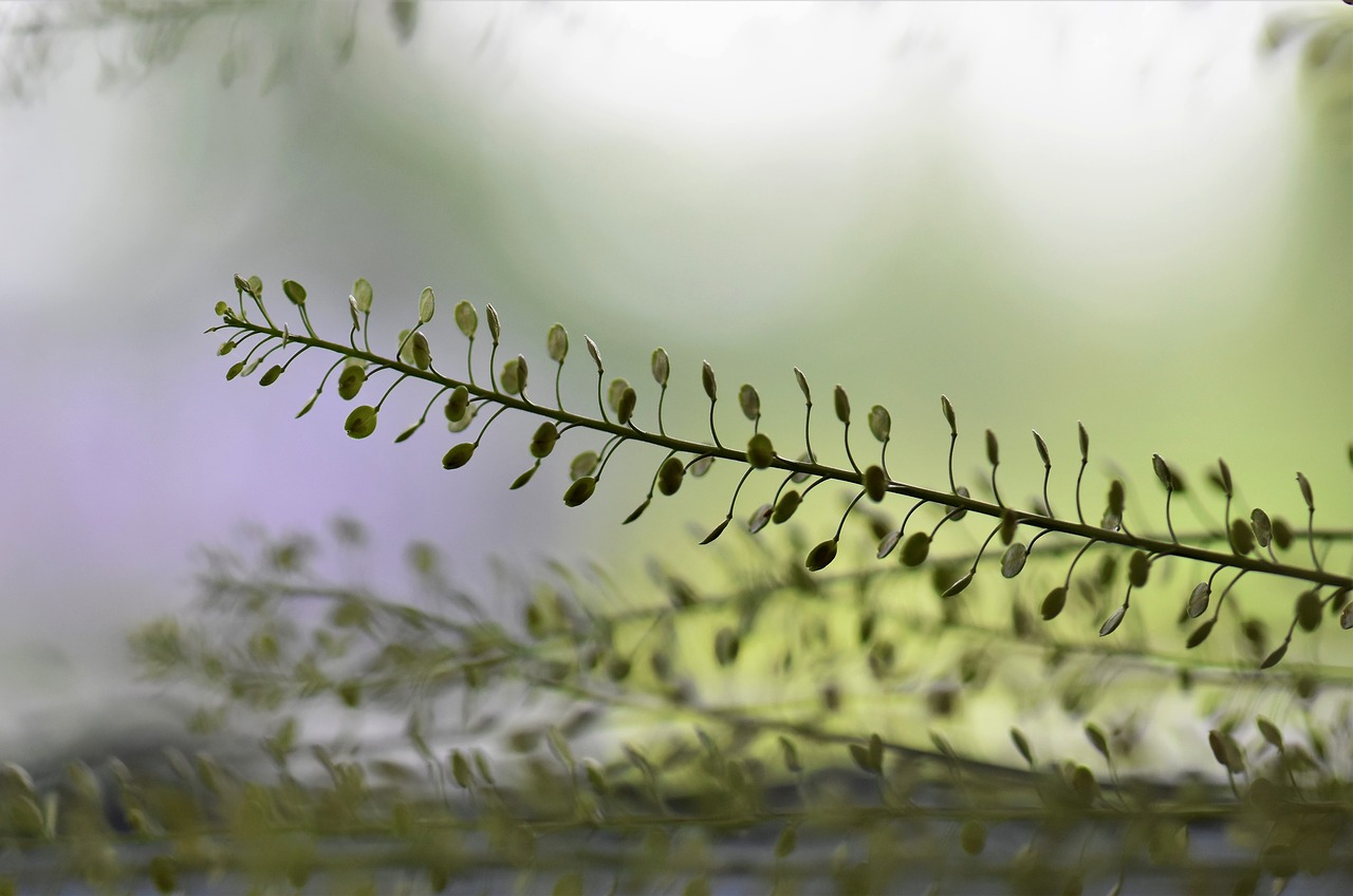 Image - plant green leaves stalk deco