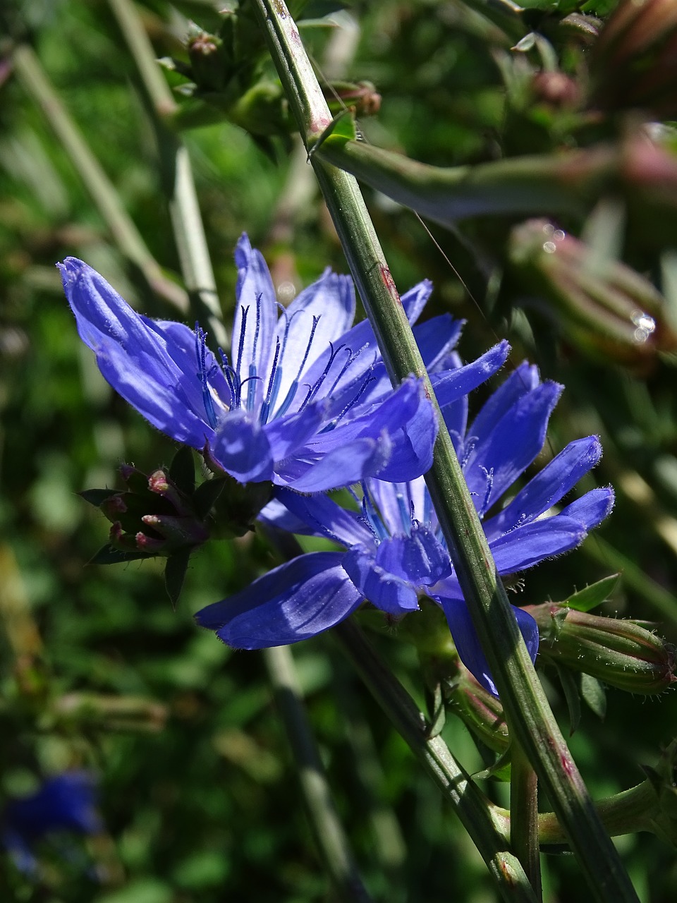 Image - chicory blue chicory common chicory