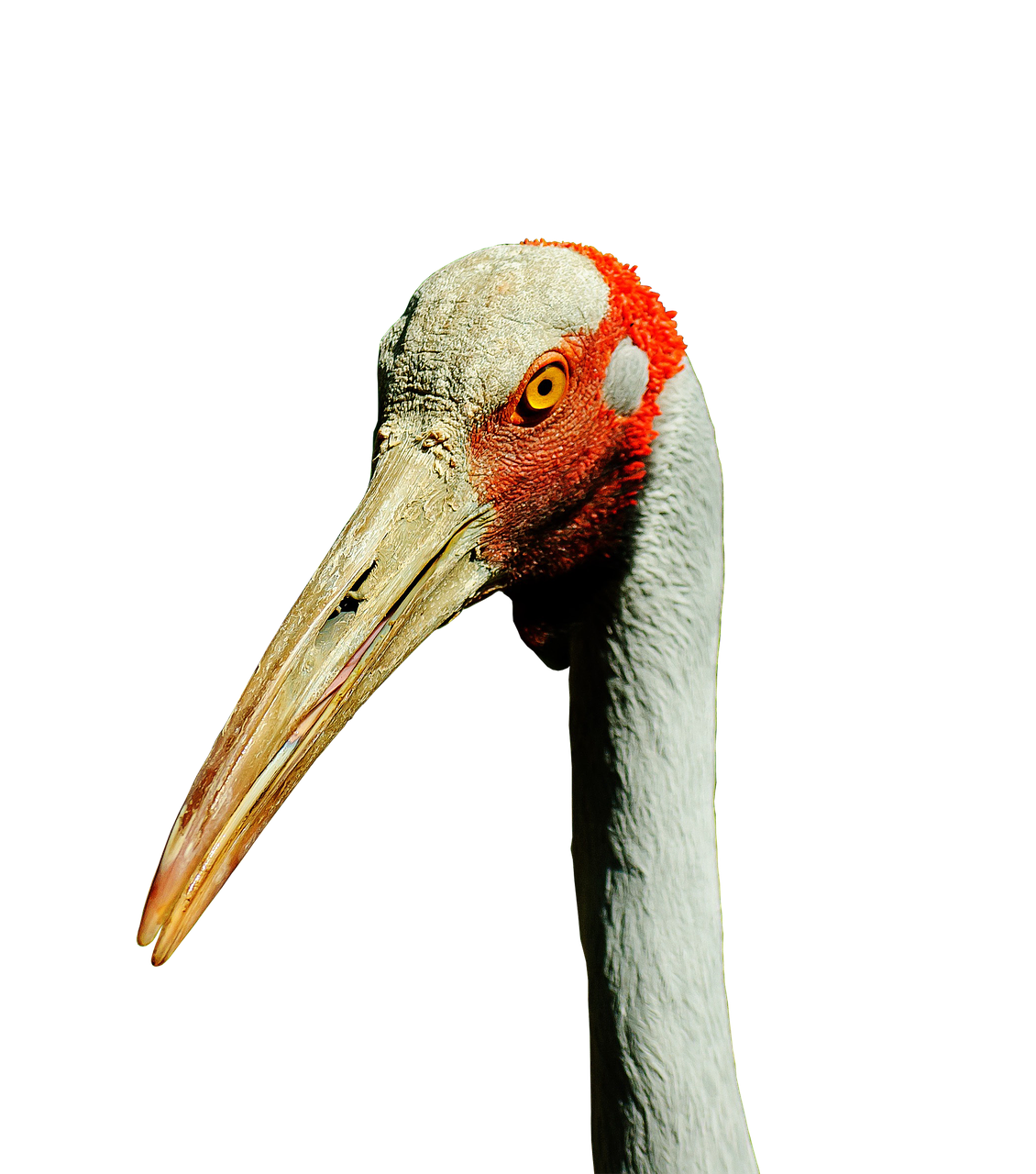 Image - brolga australian crane bill