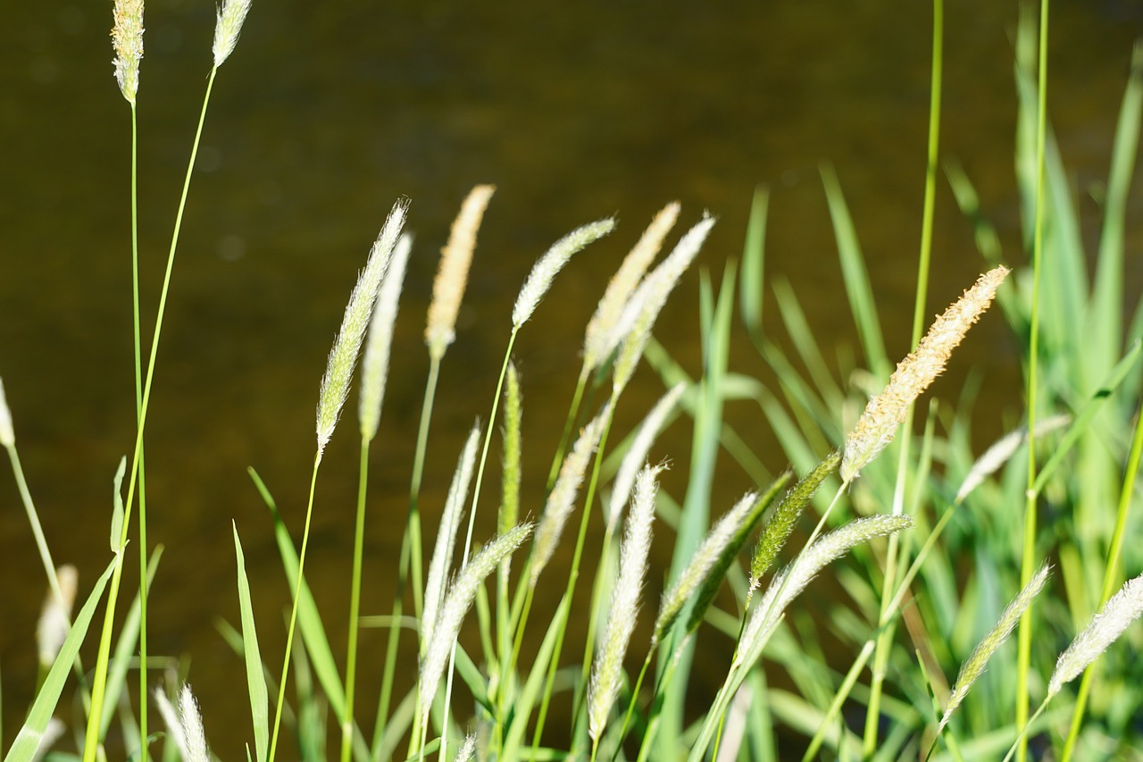 Image - halme grasses river