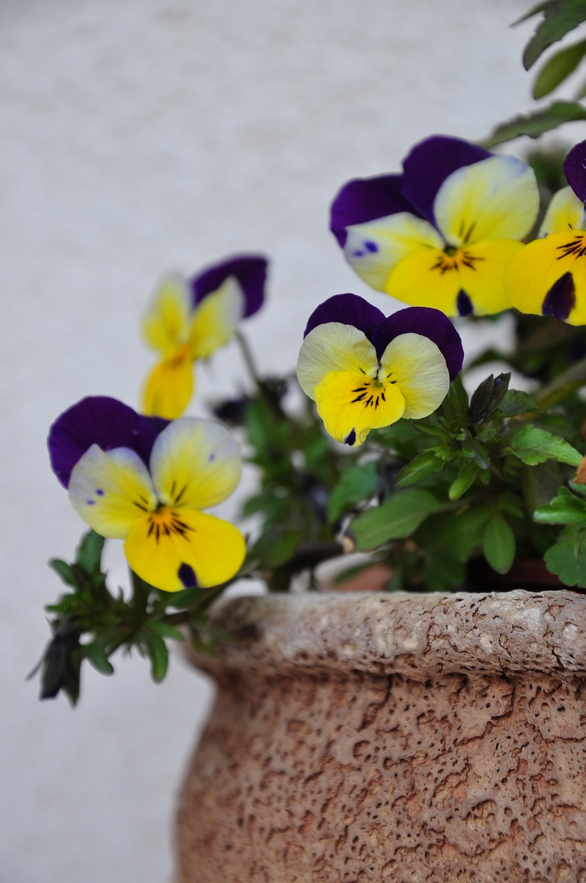 Image - pansy pot wall