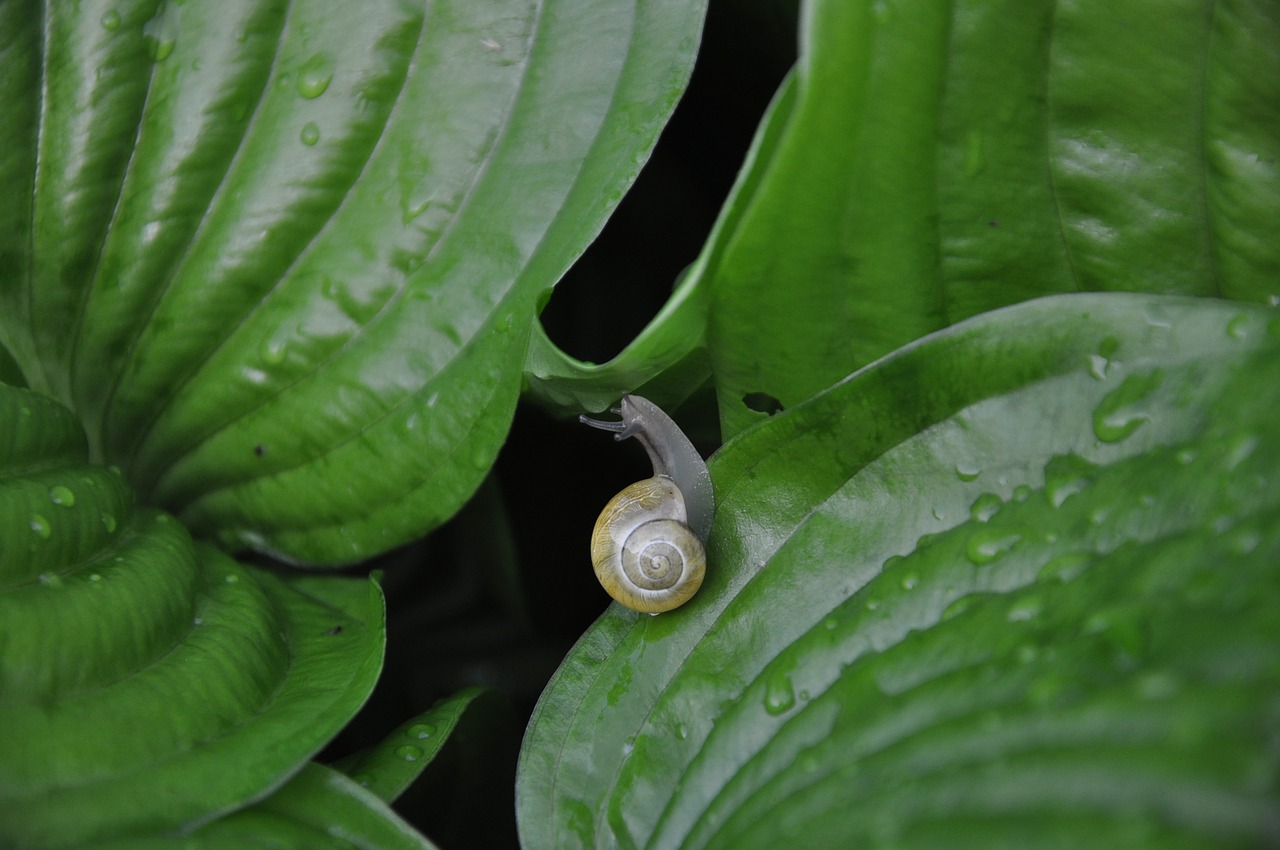 Image - snail foliage rain green