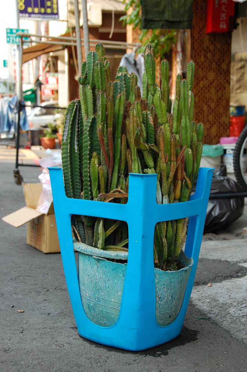 Image - cactus taiwan kaohsiung nature