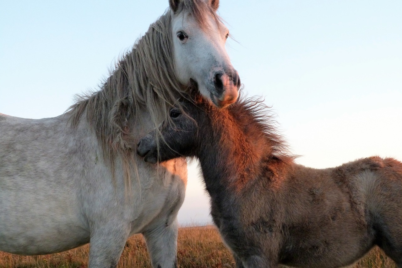 Image - wild horses sunset animal nature