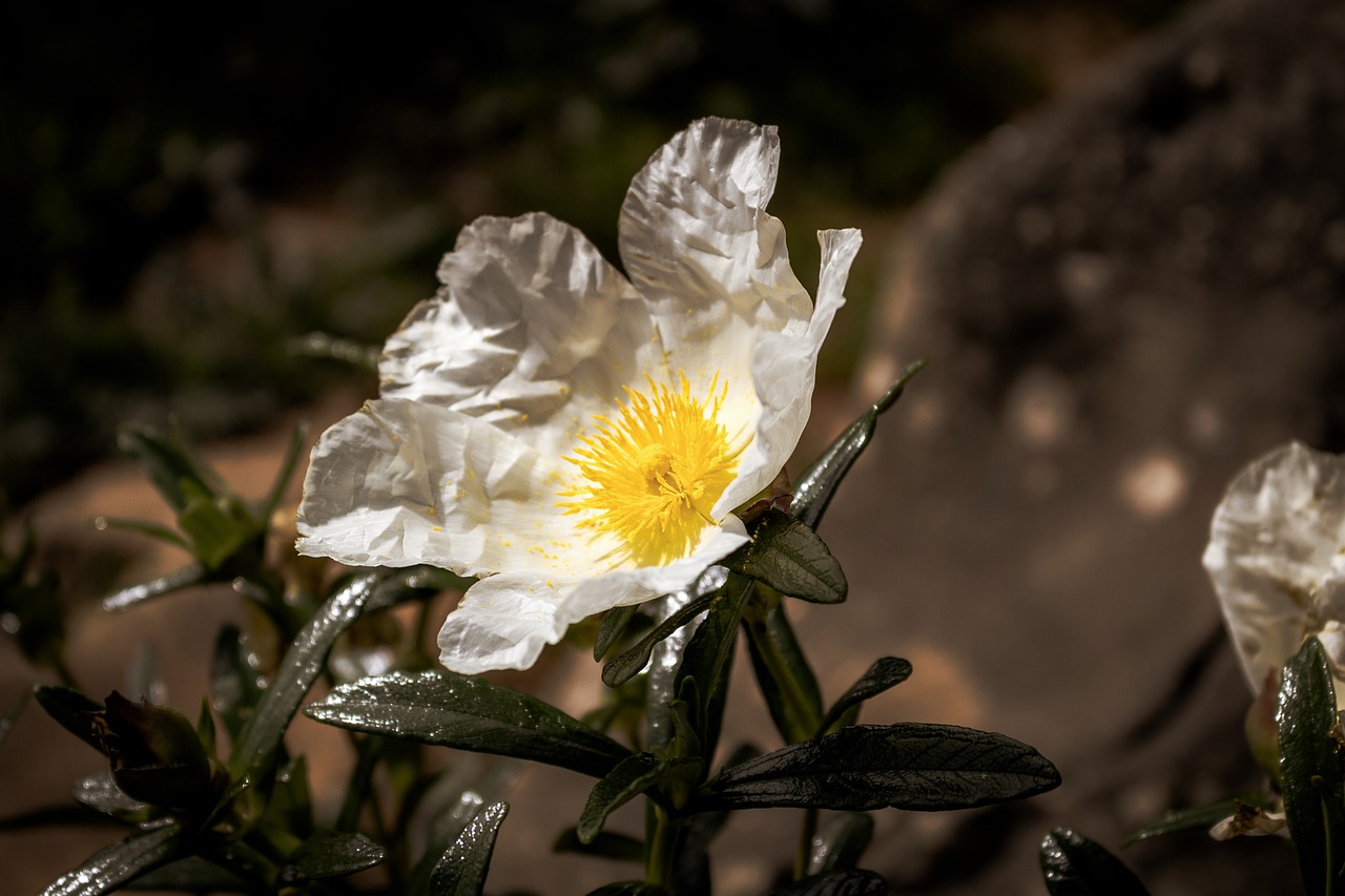 Image - flower beach south sunny floral
