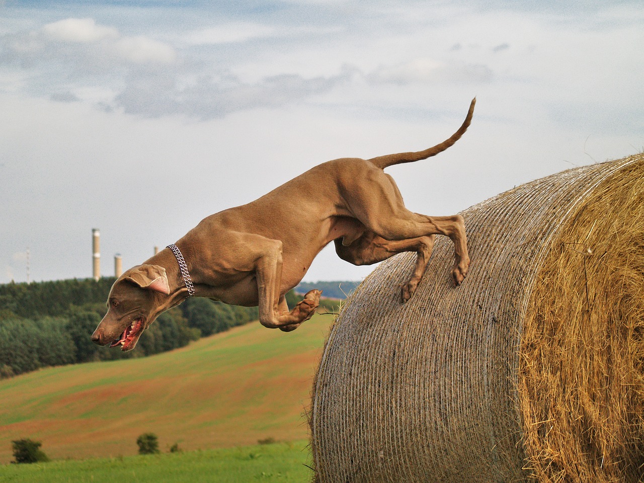 Image - dog weimaraner hunting hunting dog