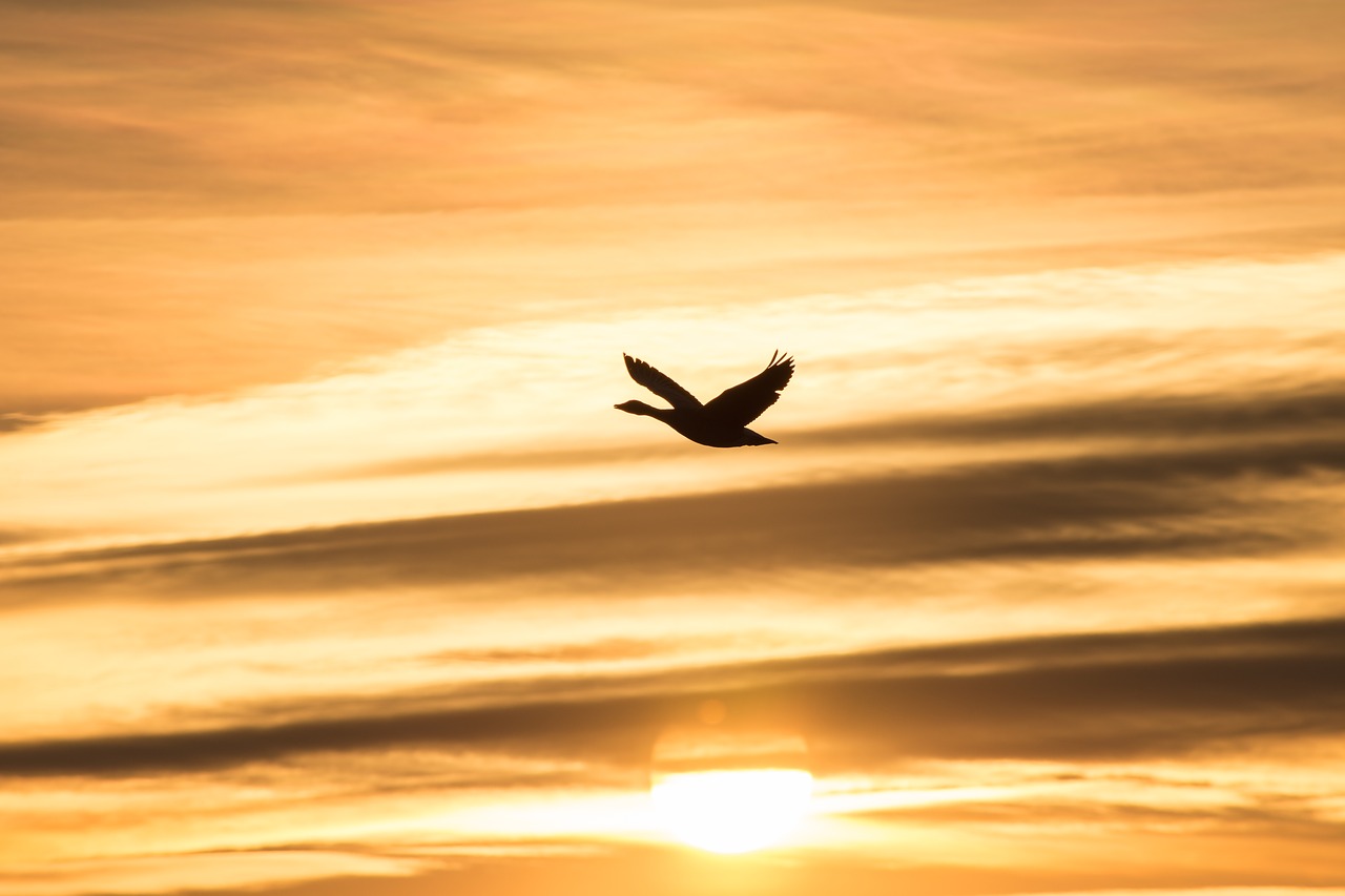 Image - evening sky sunset bird romantic