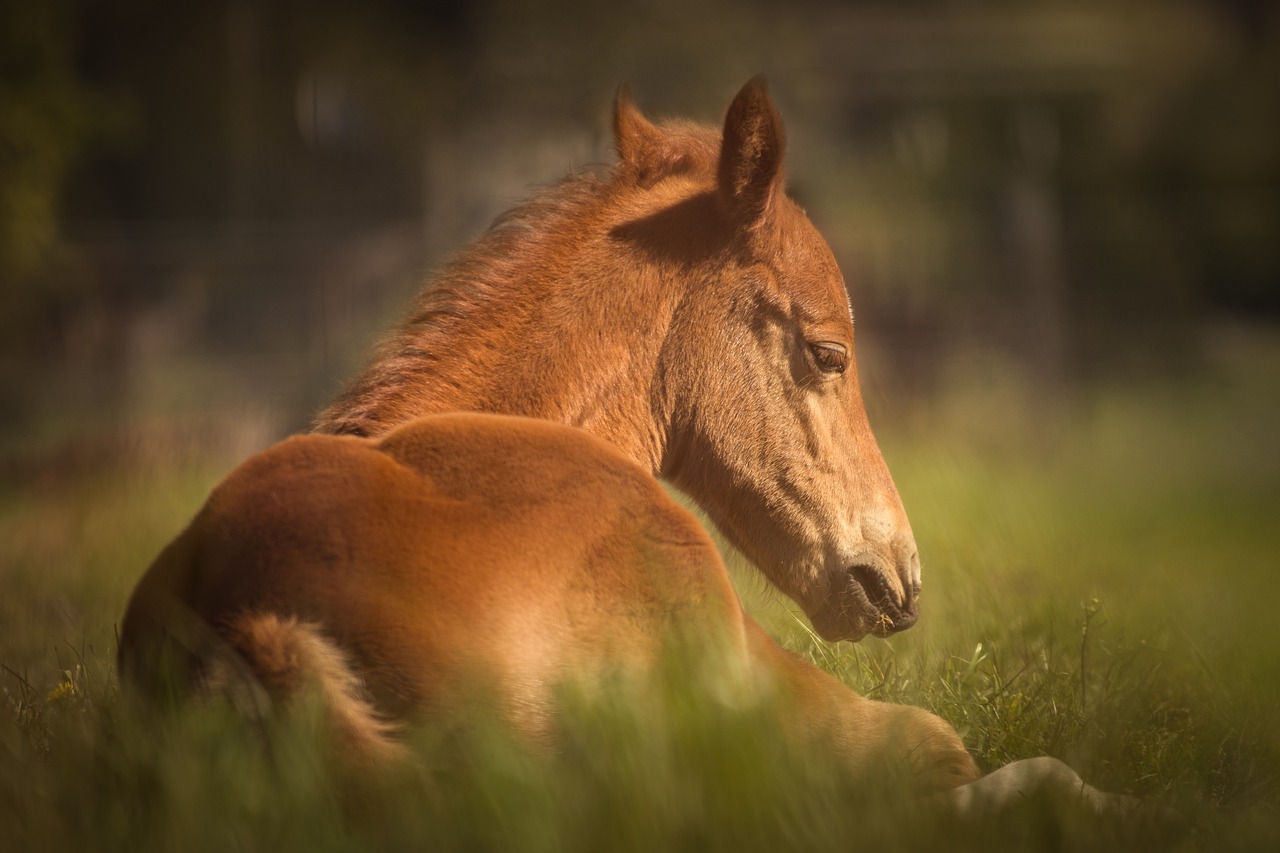Image - horse foal pasture animal sweet