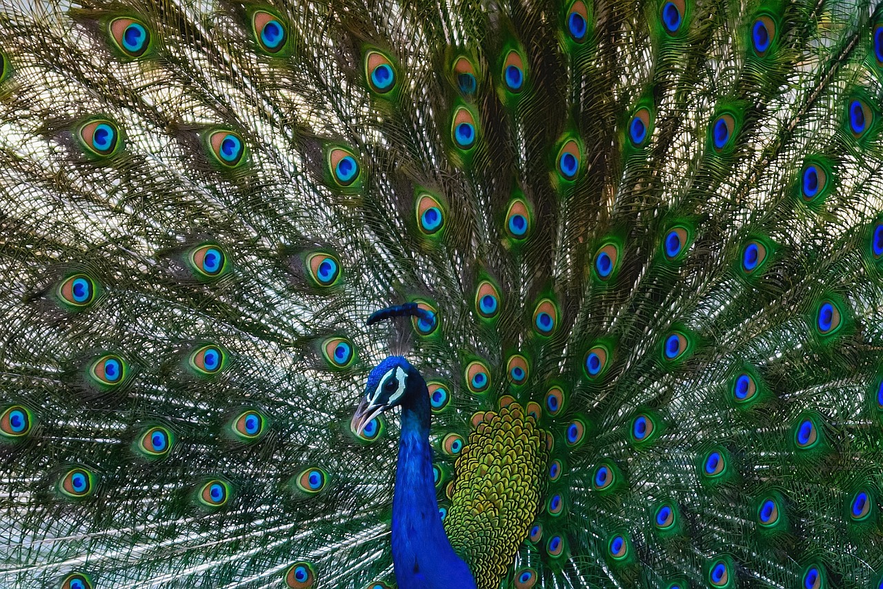 Image - peacock bird animal colorful