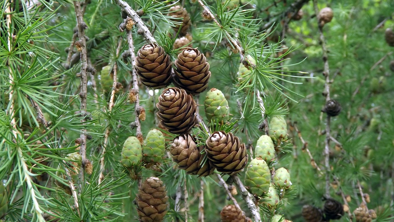 Image - flora needle larch cones twigs