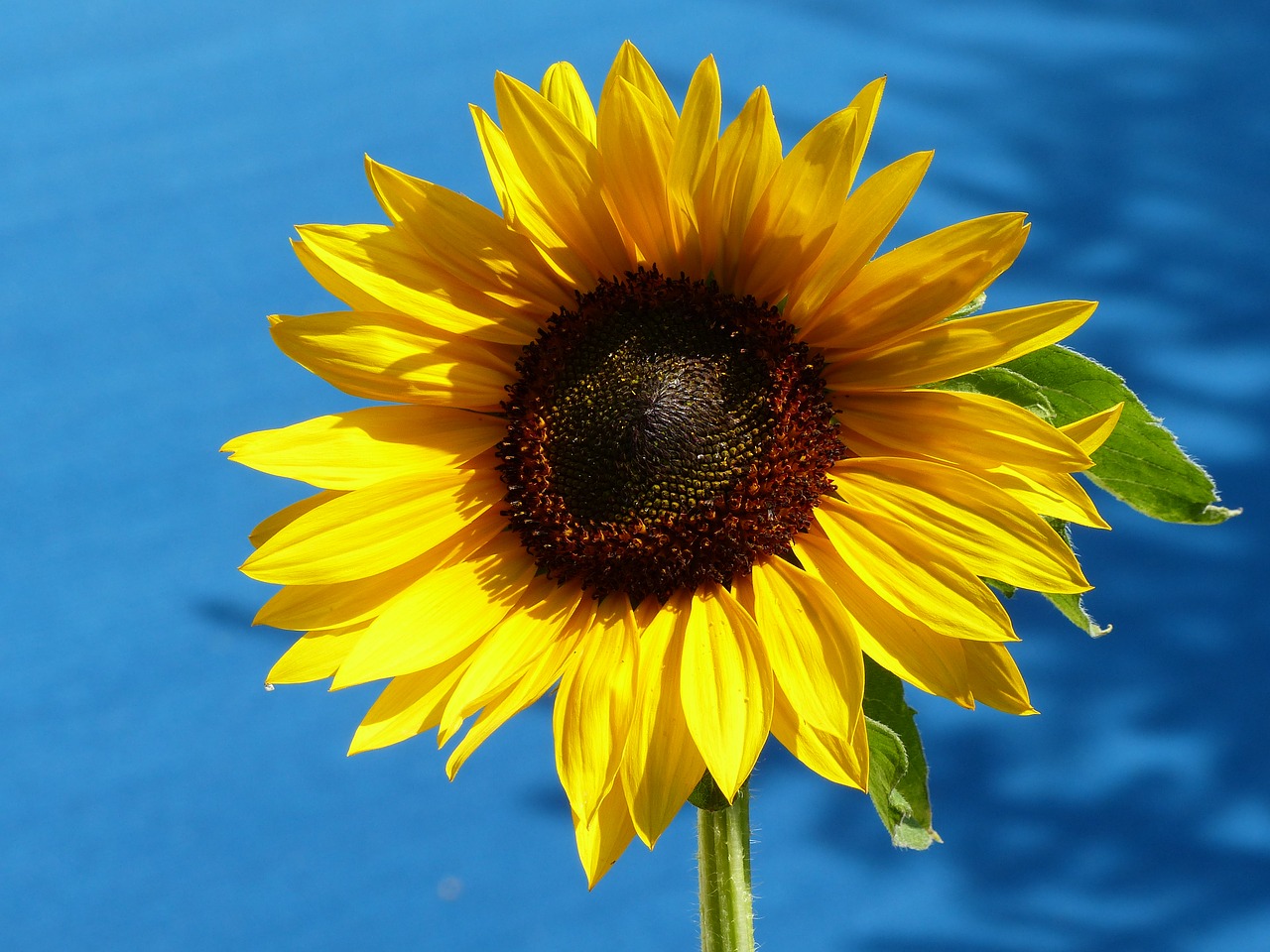 Image - sun flower blue sky blossom bloom