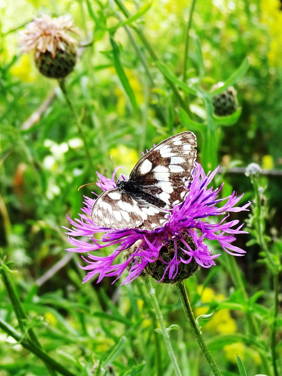 Image - butterfly thistle nature flower