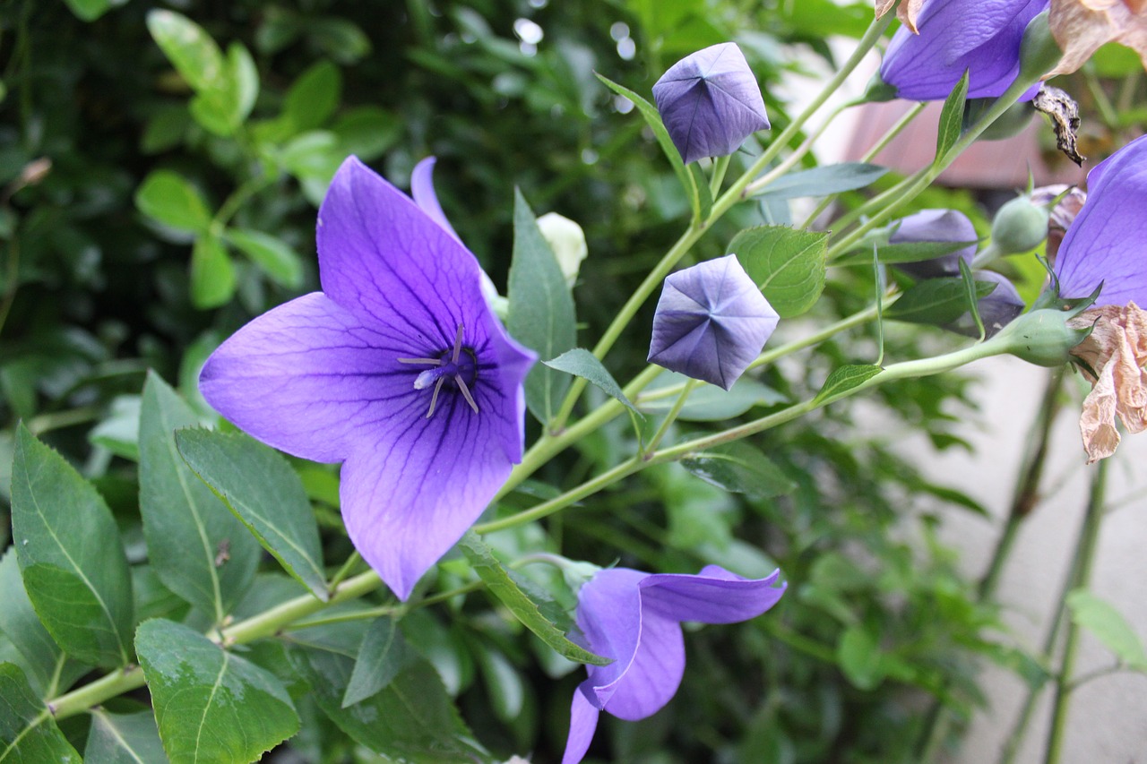 Image - flower violet spring purple flowers