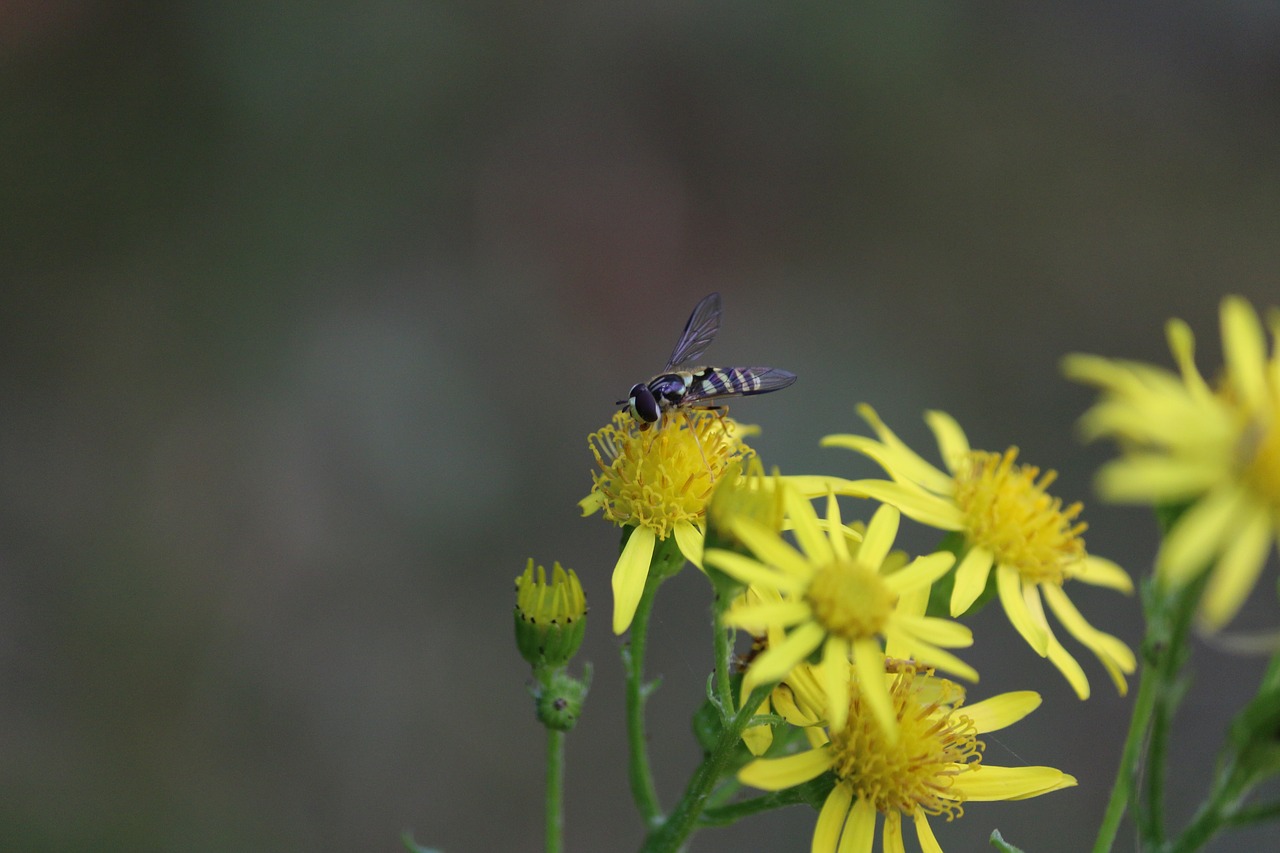Image - fly insect mouchette flying insect