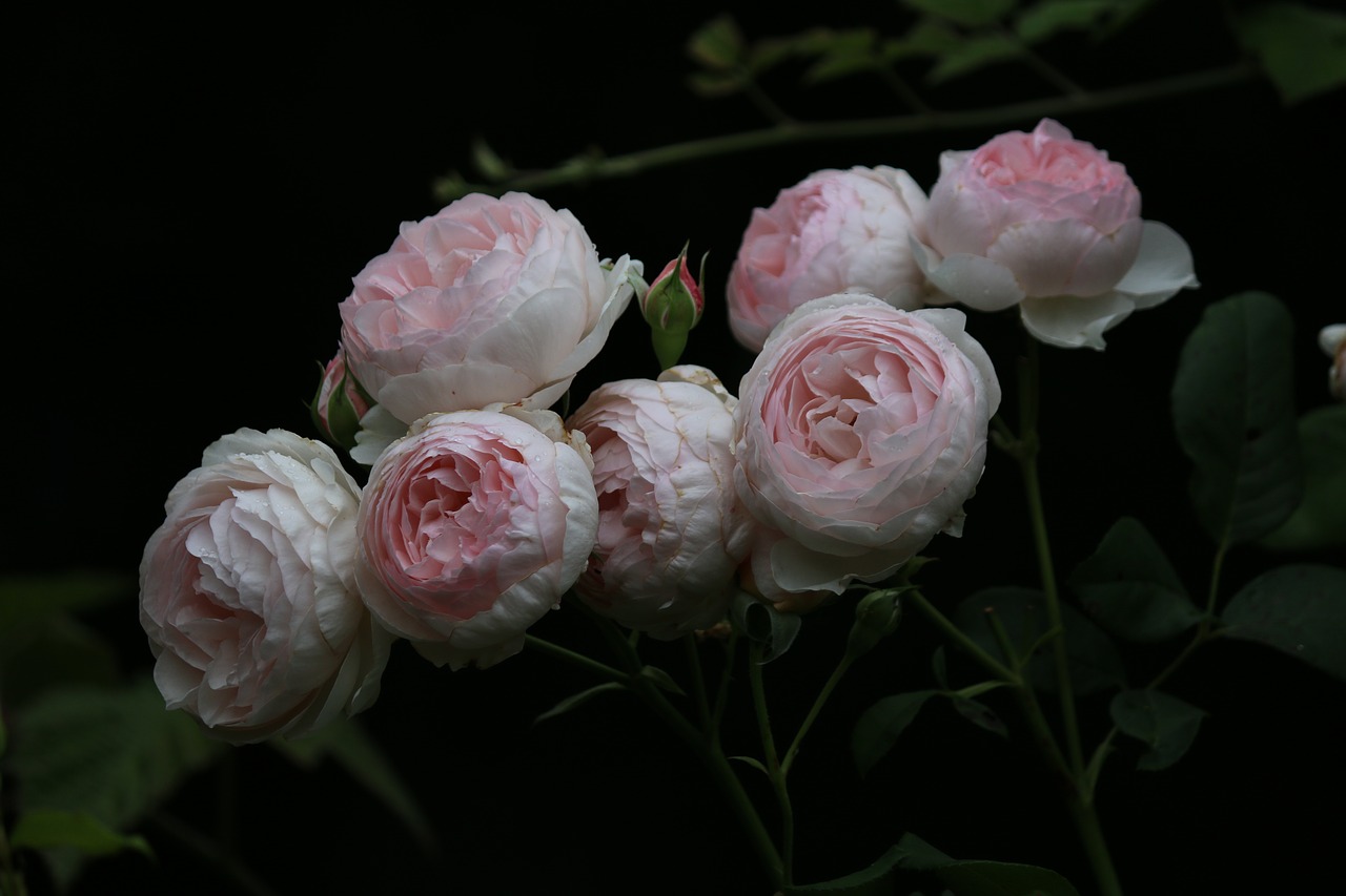 Image - roses rosebush petals color pink