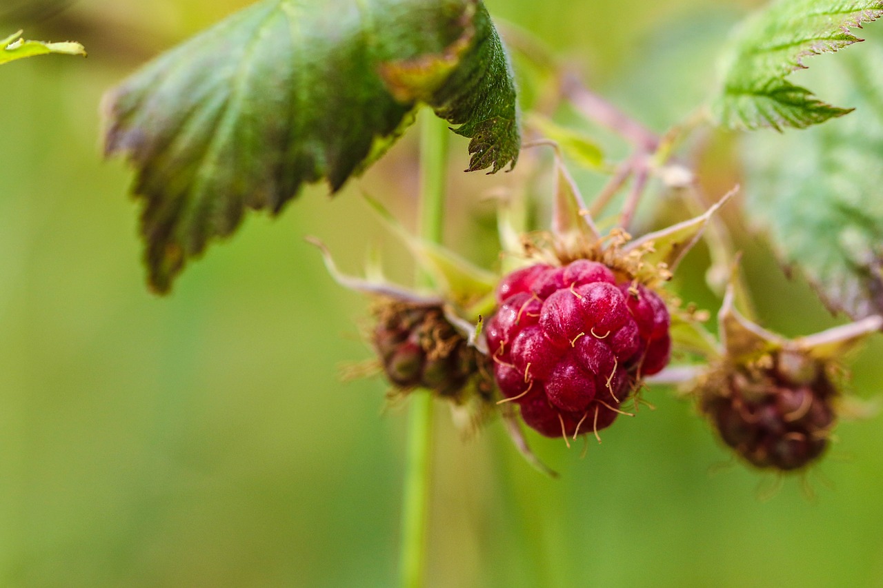 Image - wild berry berry nature green pink